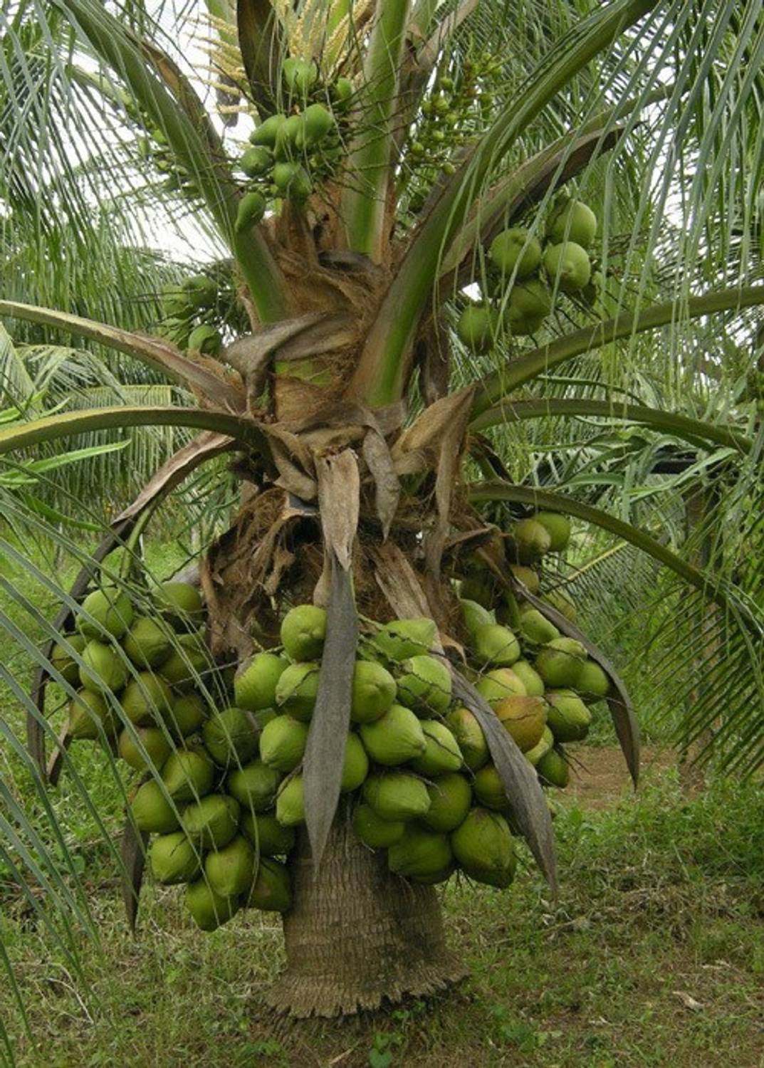 1-dwarf-coconut-sunnangy-live-