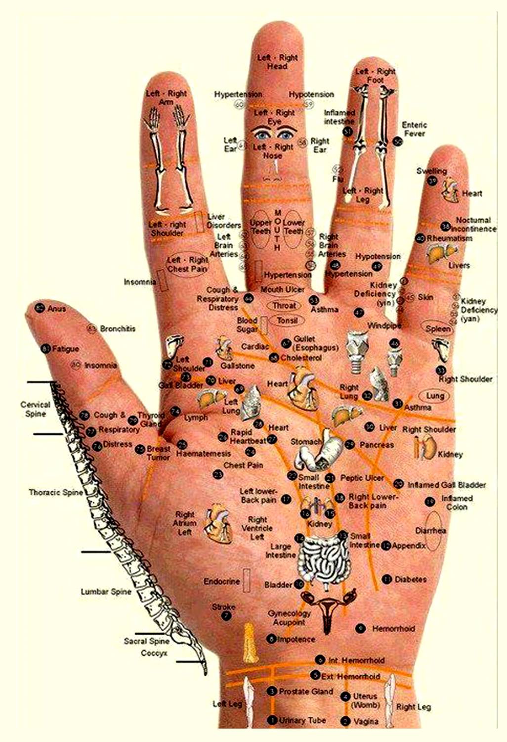 Accupressure poster Palm Hand Wall Poster Print on Art Paper 13x19 Inches Paper Print
