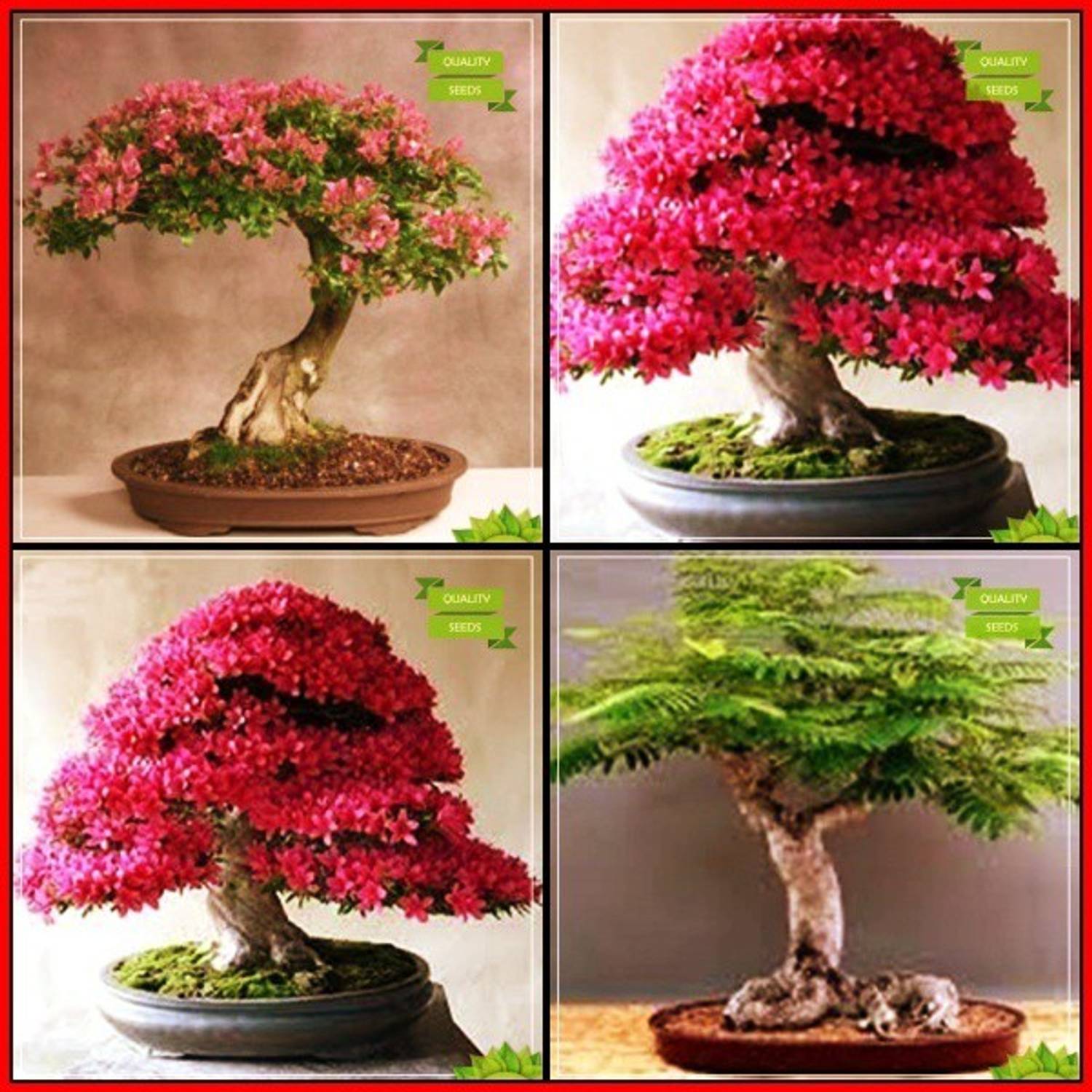 20-best-combo-combo-bonsai-