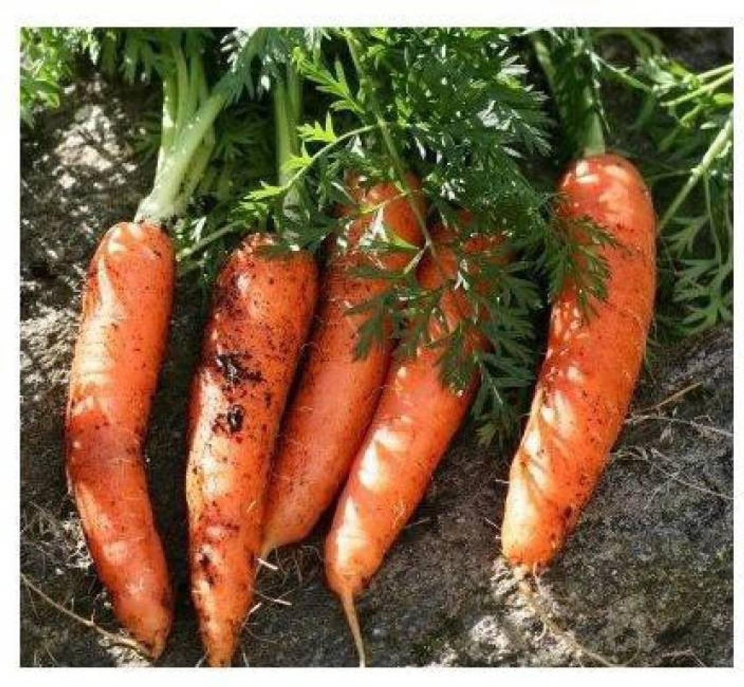 SSDEALS CARROT Seed
