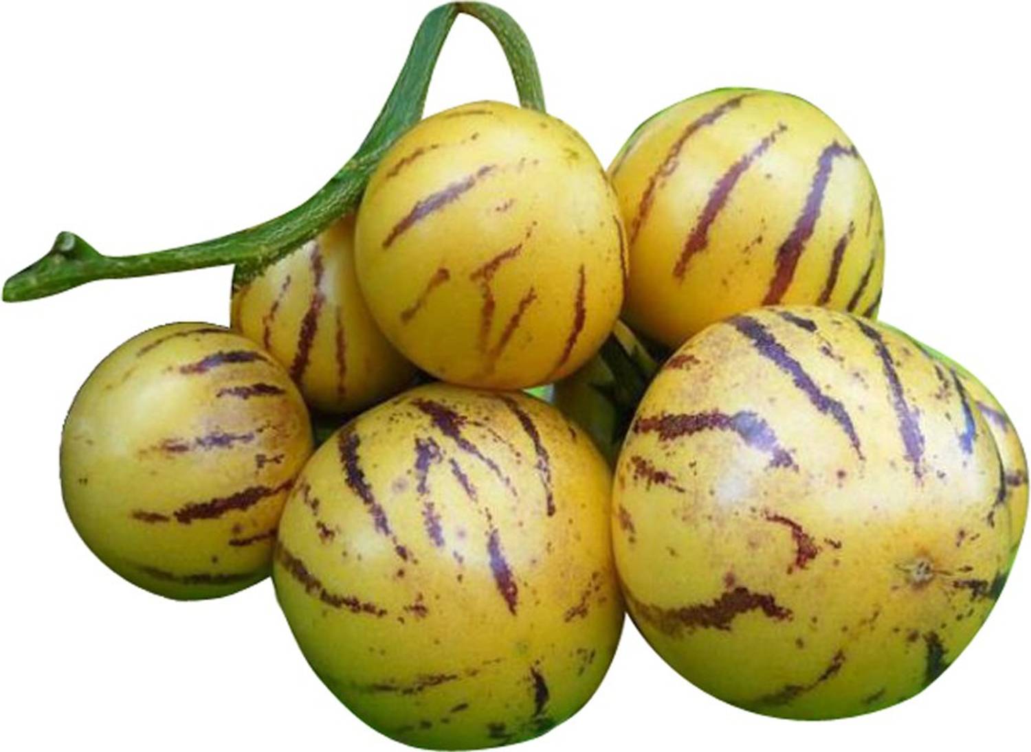 Greenry Rare Pepino Melon Fruit Seeds-100Pcs Seed