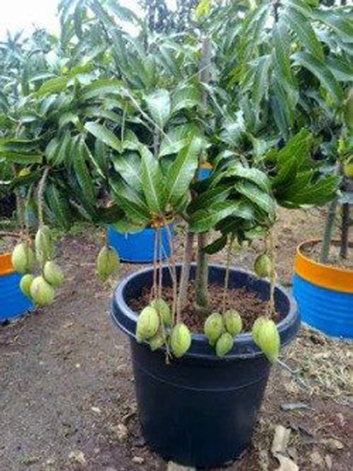 Trothic Gardens Rare Exotic Fruit Live Plant - ' Bonsai Rare Dwarf Mango  Tree ' 1 Live Plant Bearing Fruits in All Seasons (3+ Feet Height) Seed  Price in India - Buy