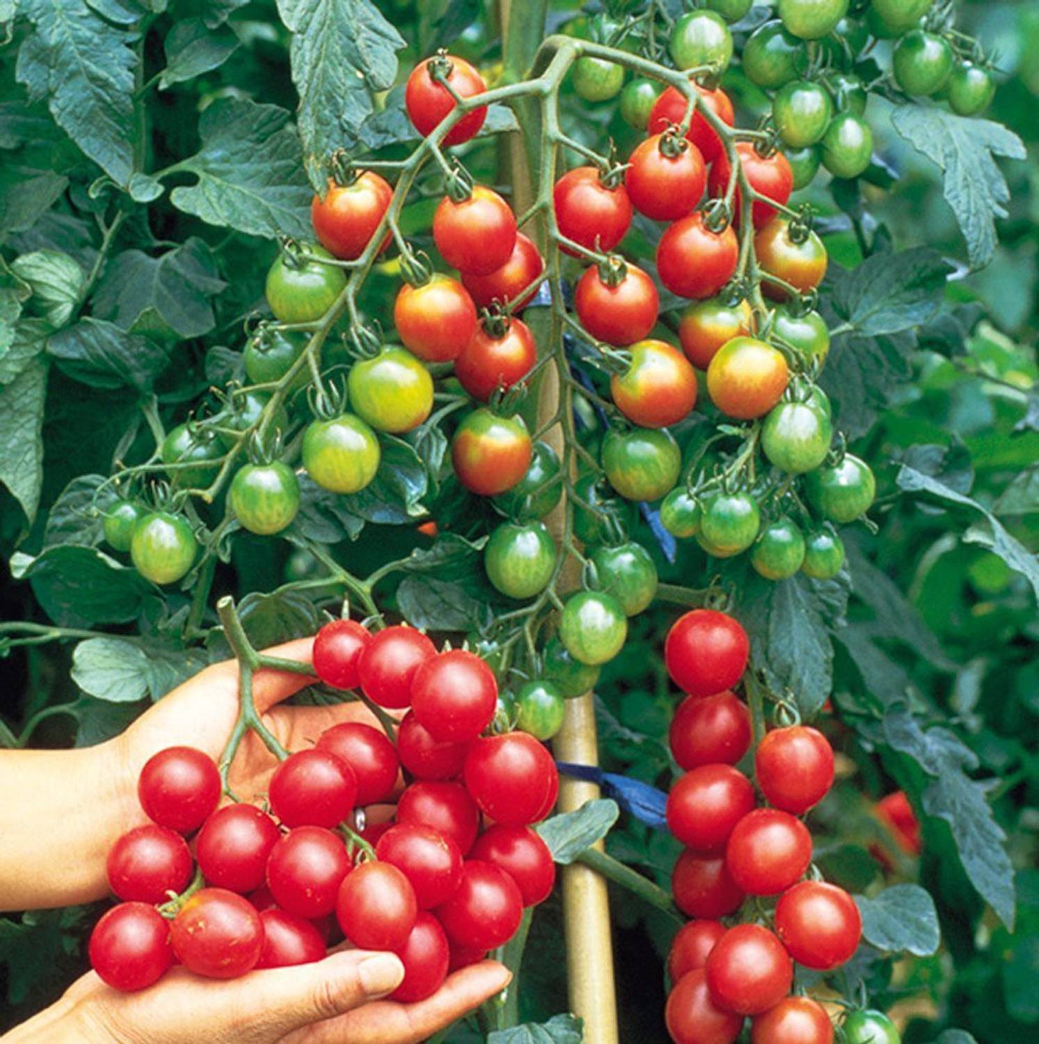 ALPINE HYBRID SEEDS CHERRY TOMATO Seed