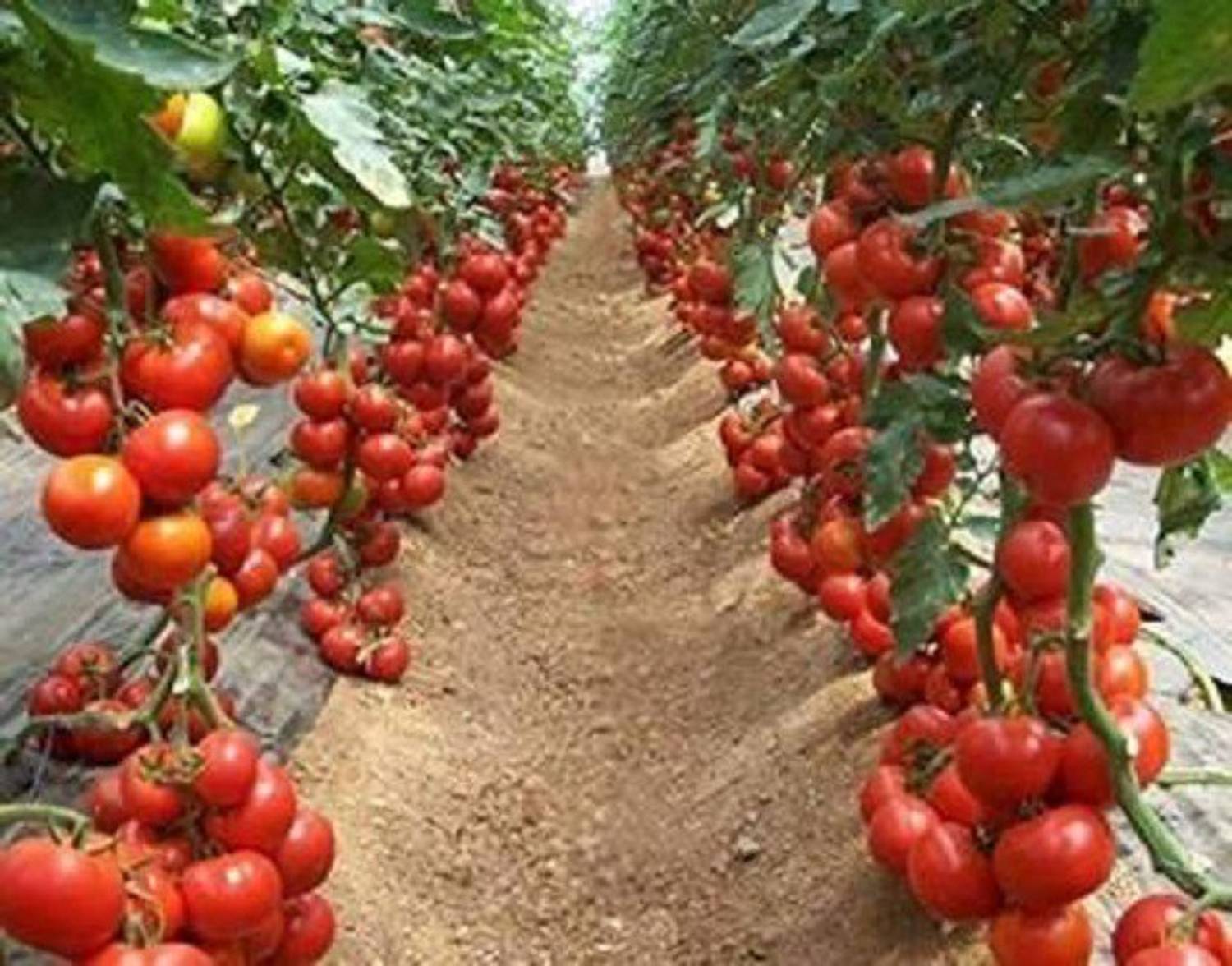 Aavik Imported Rare Hybrid F1 Tomato Vegetable Seed
