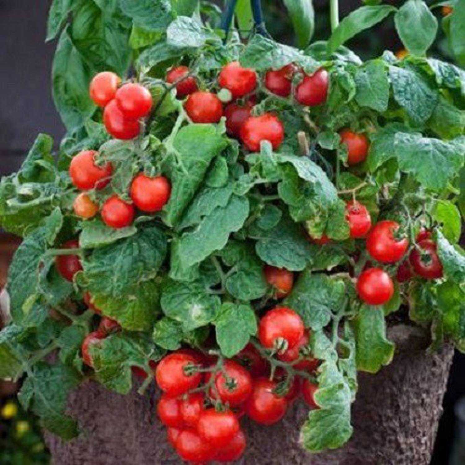 Aavik Kitchen Garden Cherry Tomato Seed Seed