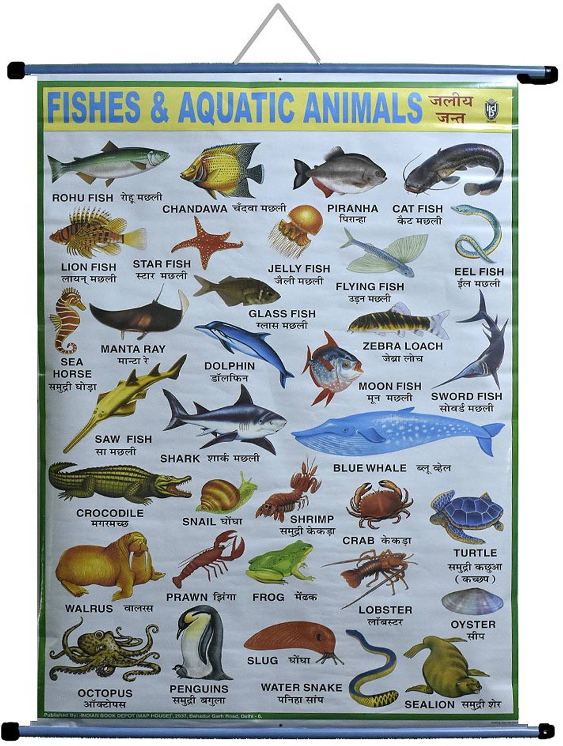aquatic animals pictures chart