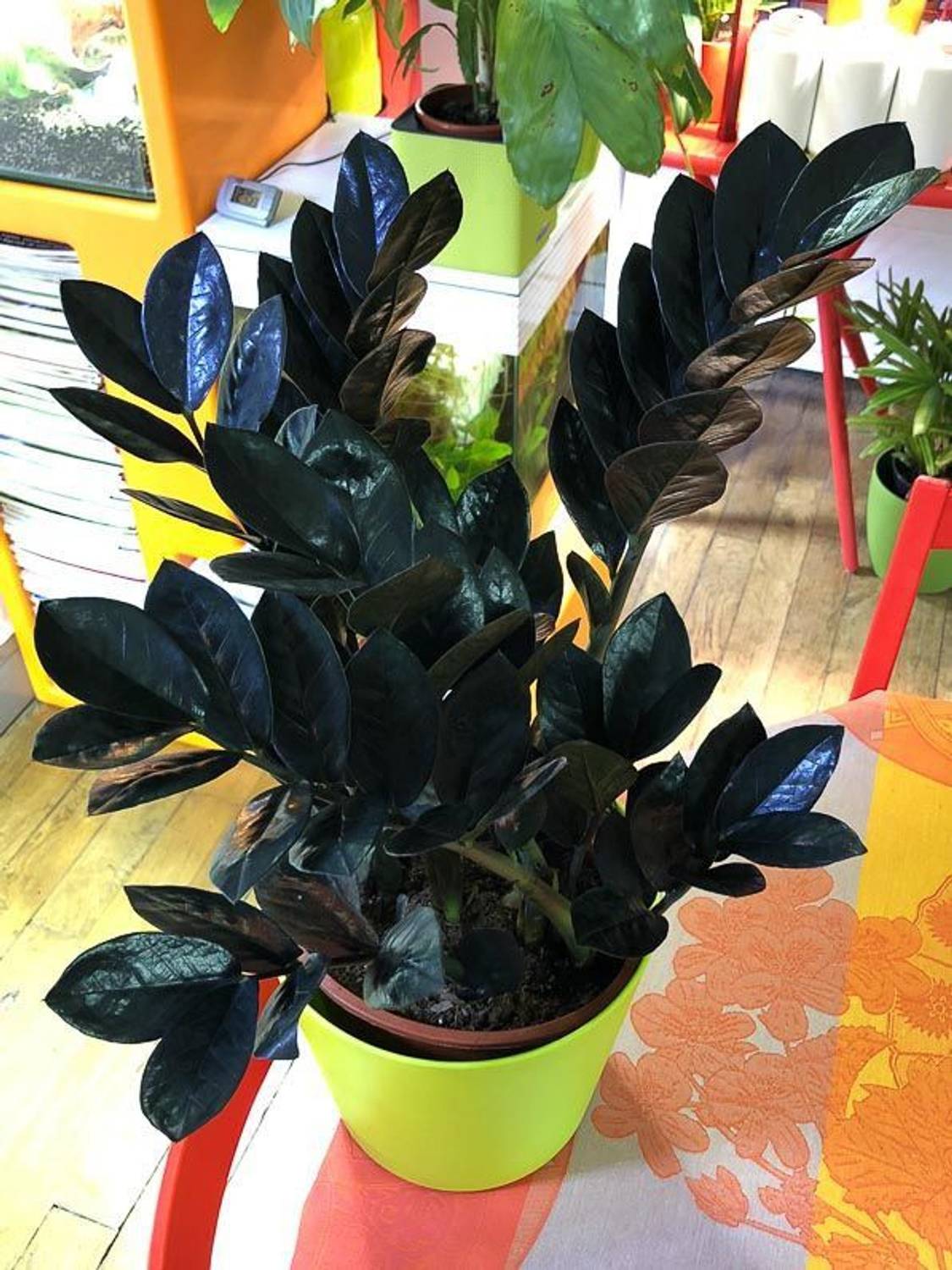 ExoticRare ZZ Plant Price in India - Buy ExoticRare ZZ Plant