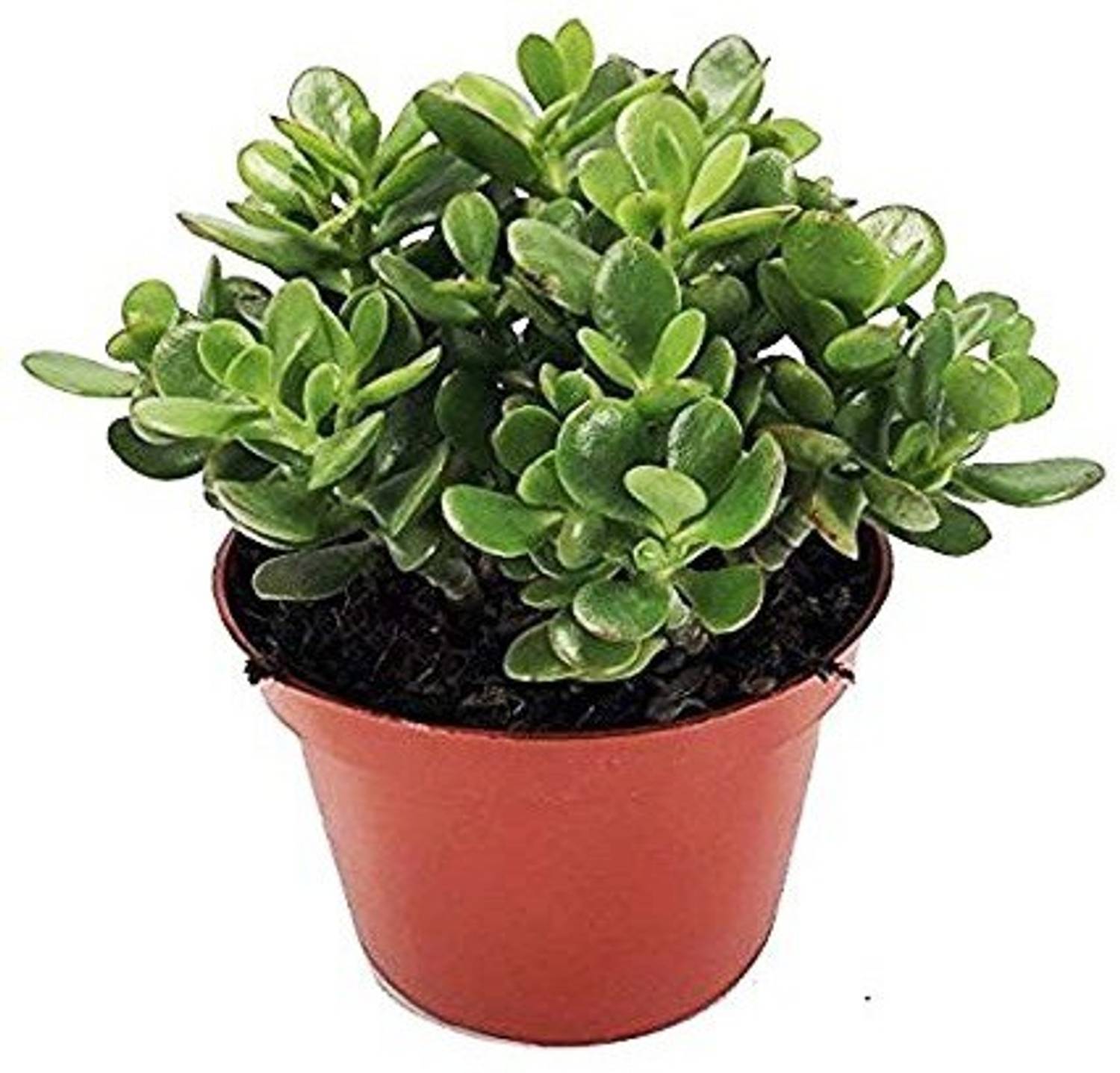 Agroo Liv Jade Plant sapling