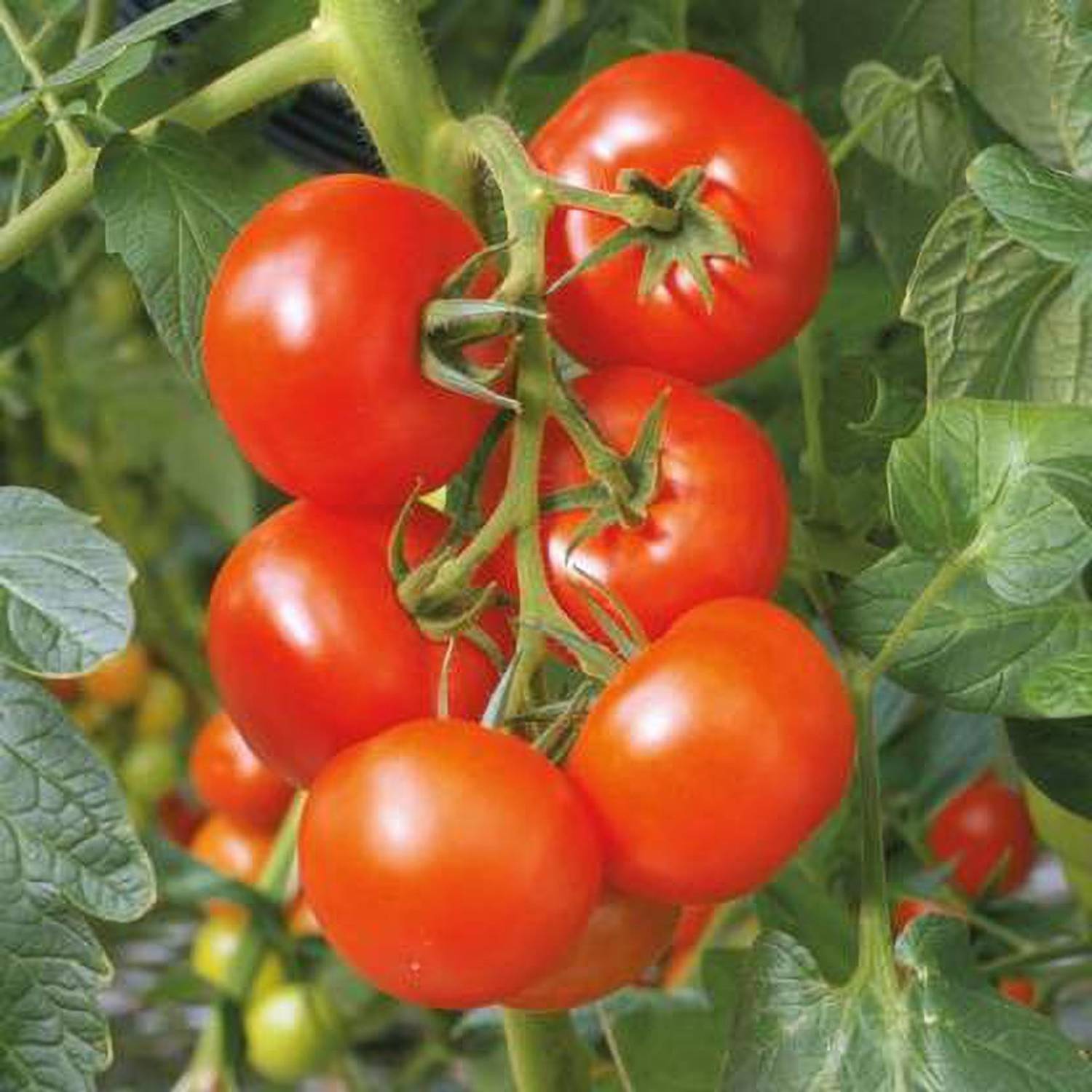 Bharath Agencies Tomato Seeds Seed