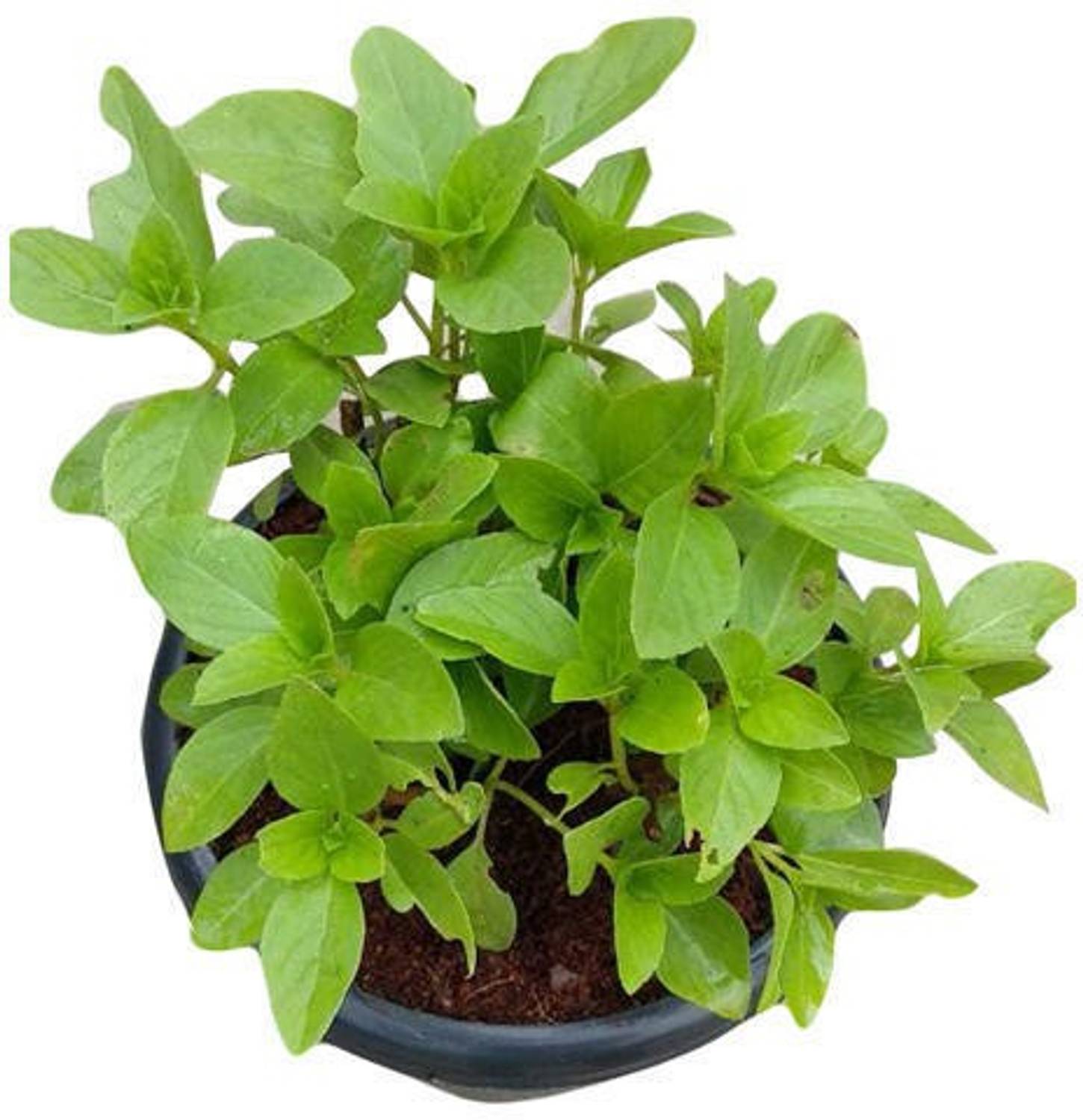 Amazing Gurden Tulsi Plant sapling