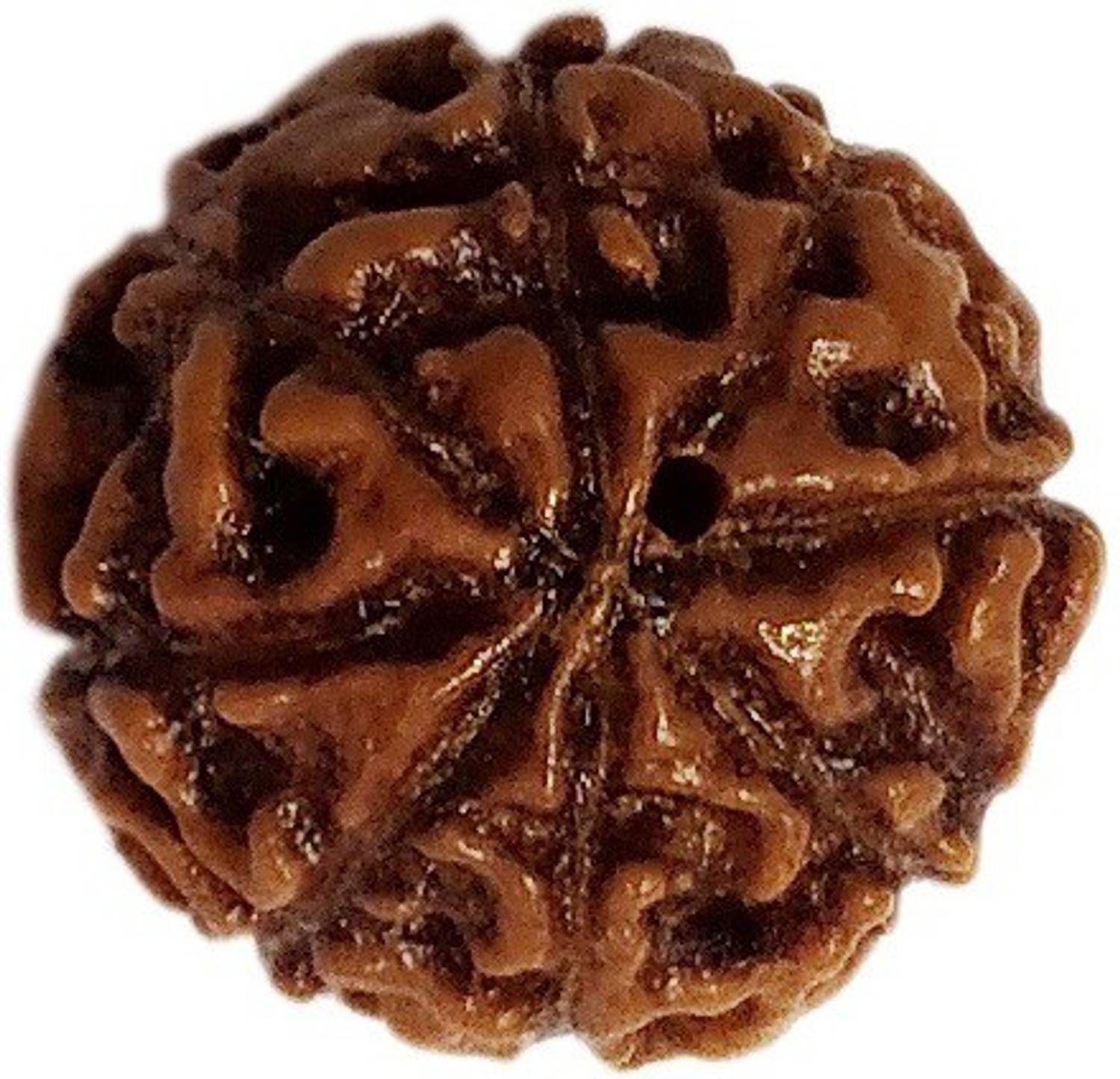 Aurra Stores 100 % Original & Natural Anth Mukhi Rudraksh 8 Face Rudraksha With JGL Lab Certified Wood Pendant