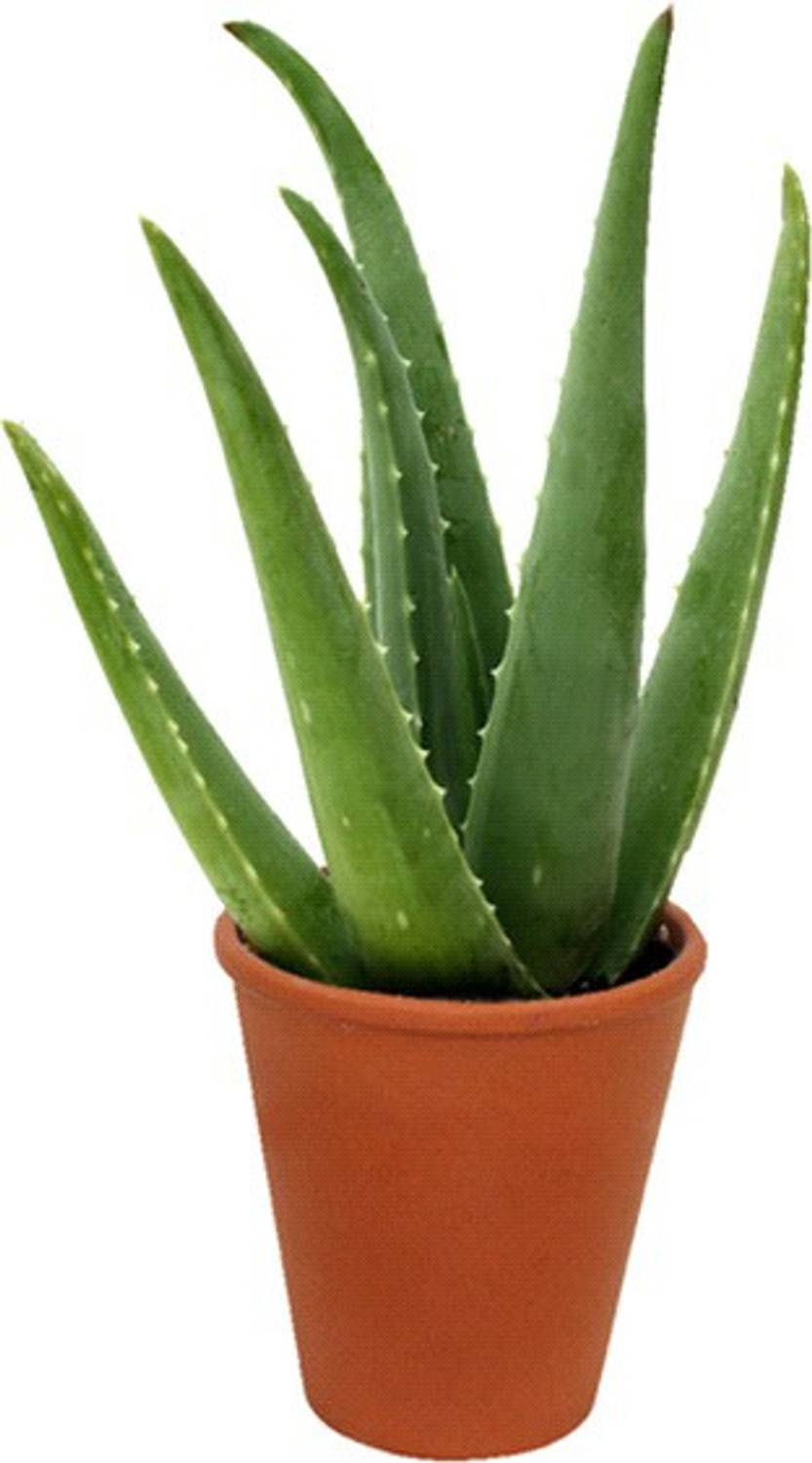 khushboo Aloe Vera Plant Price in India - Buy khushboo Aloe Vera Plant  online at Flipkart.com