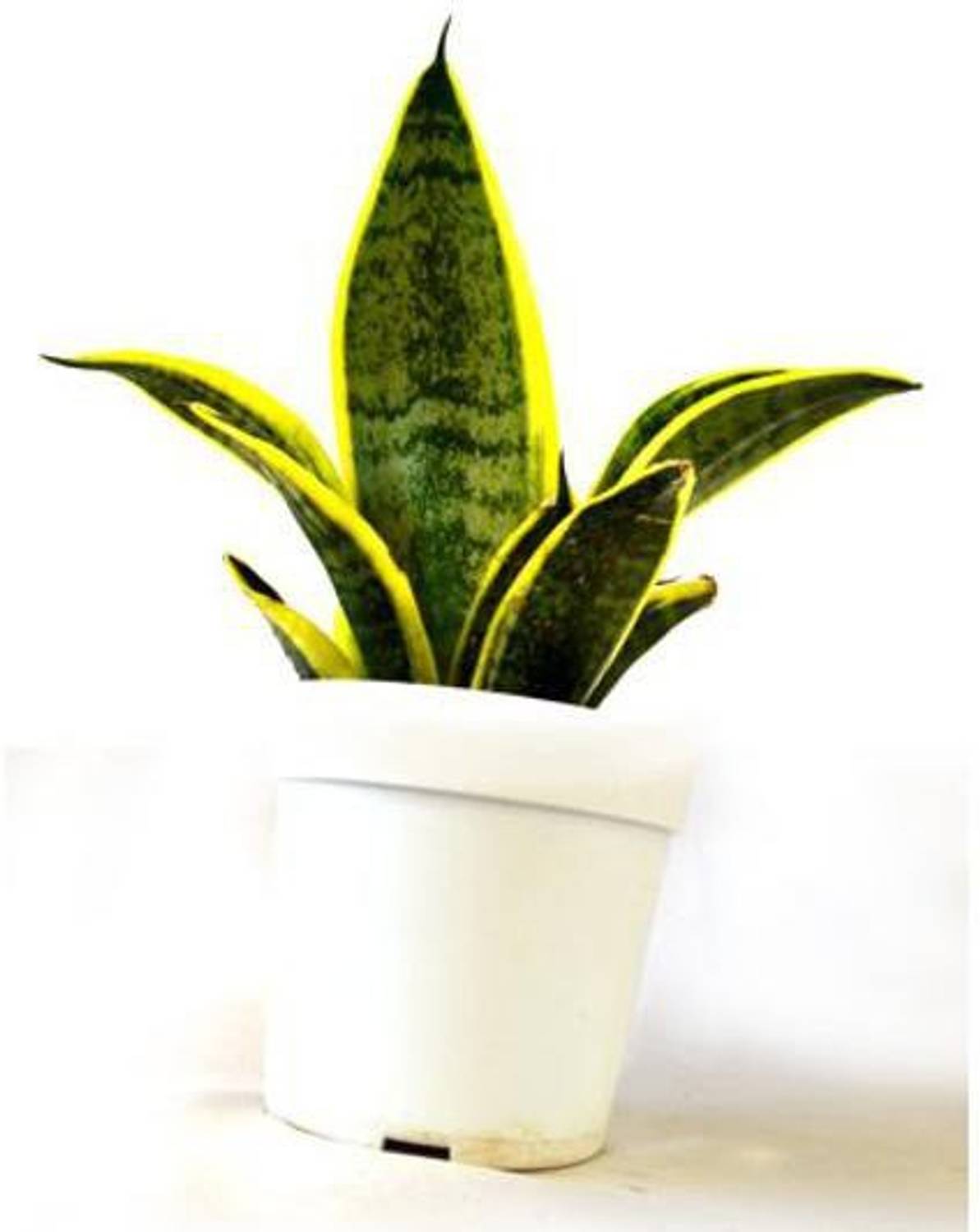 Agroo Liv Snake Plant  sapling