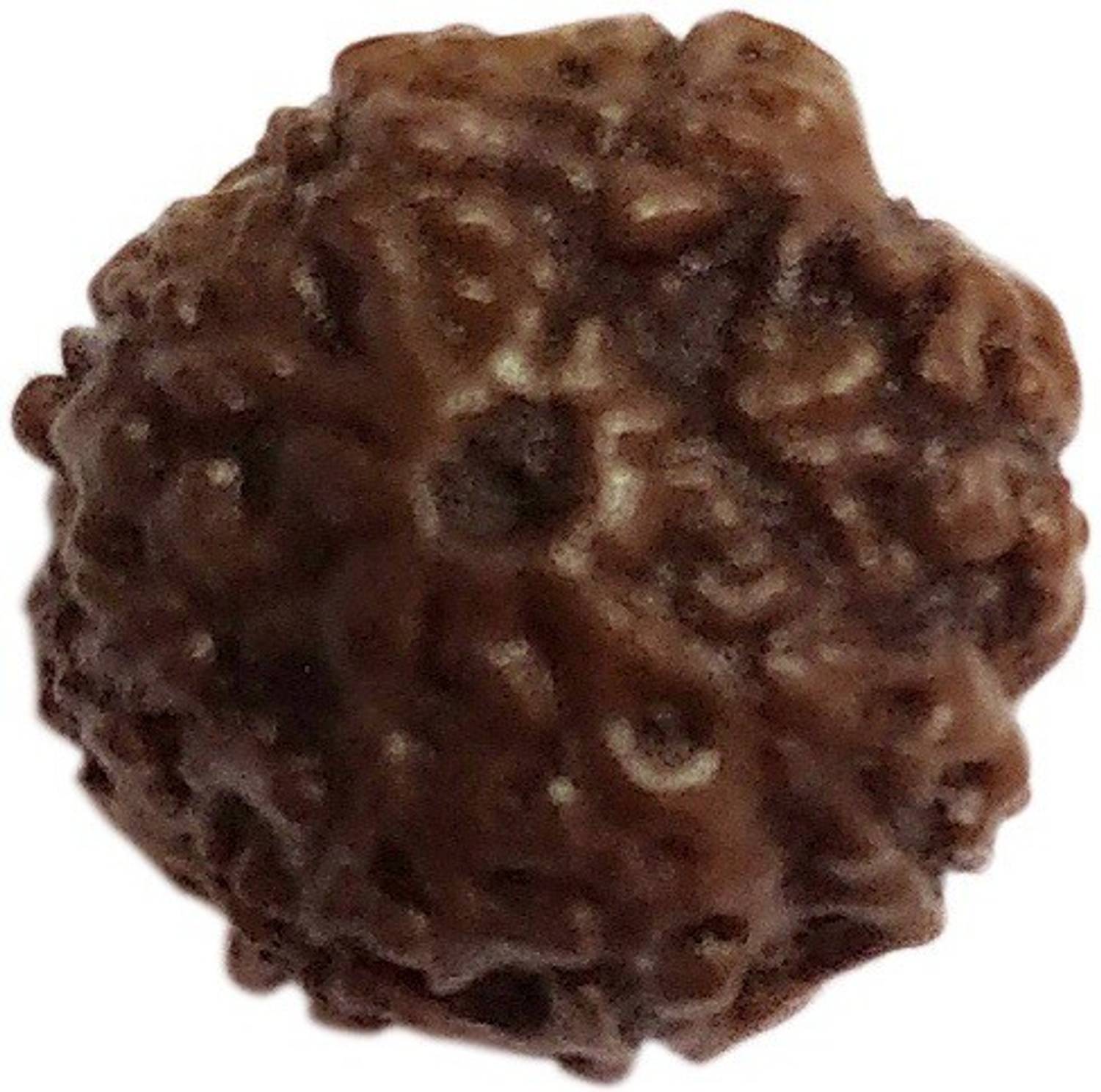 Aurra Stores 100 % Original & Natural Anth Mukhi Rudraksh 8 Face Rudraksha Certified Wood Pendant