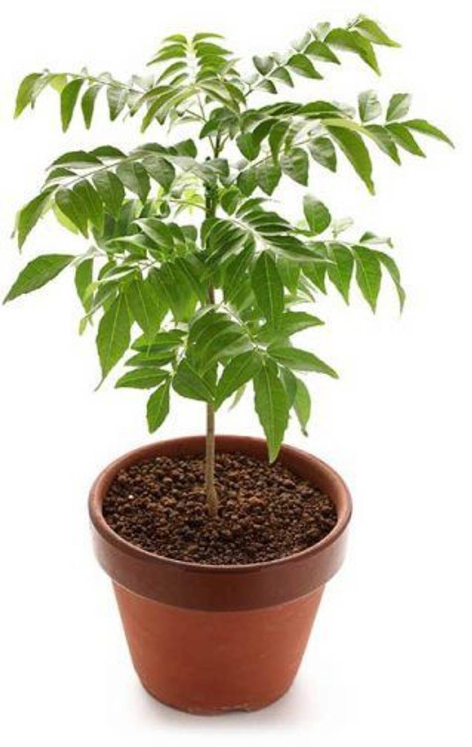 BHAJANLAL GREENERY Curry Leaf Plant sapling