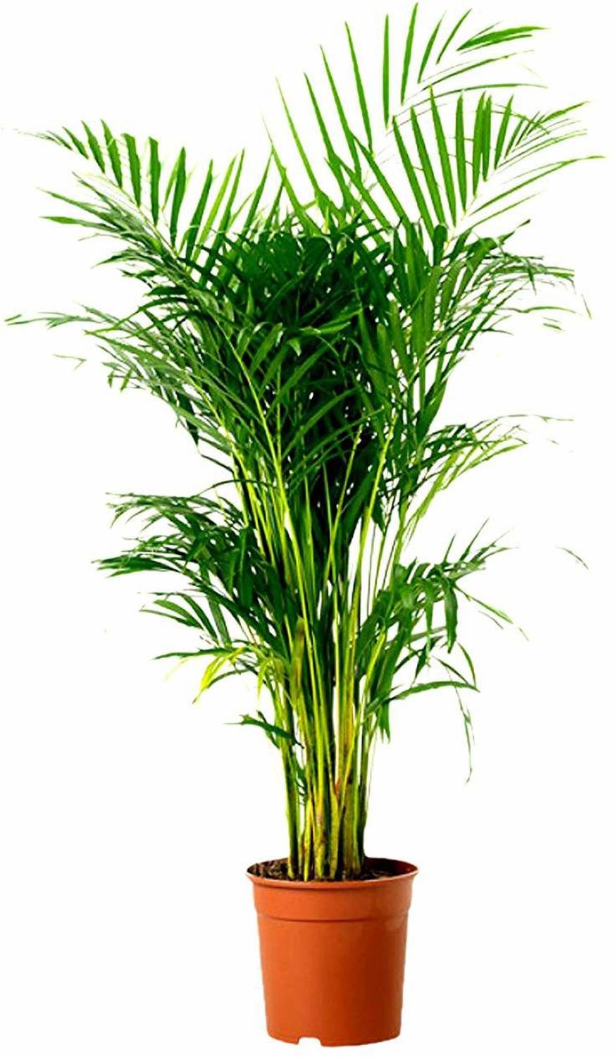 BHAJANLAL GREENERY Areca Plam sapling