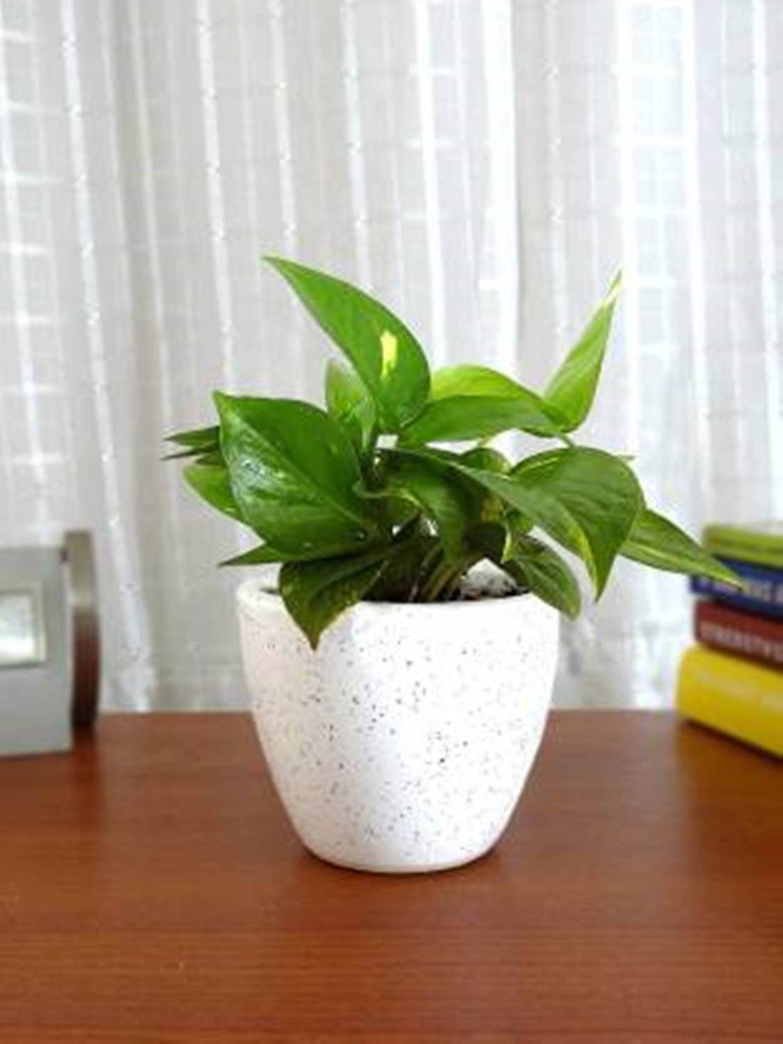 Agroo Liv Money Plant  sapling