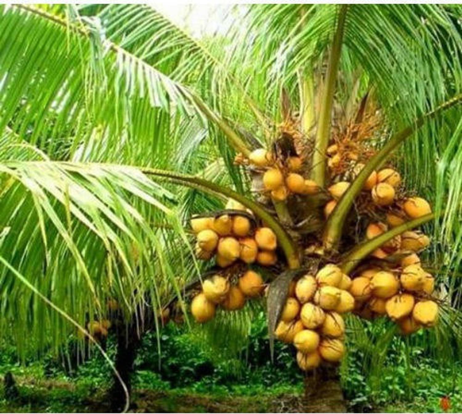 Alohaココナッツ high-yield-rare-coconut-18th-