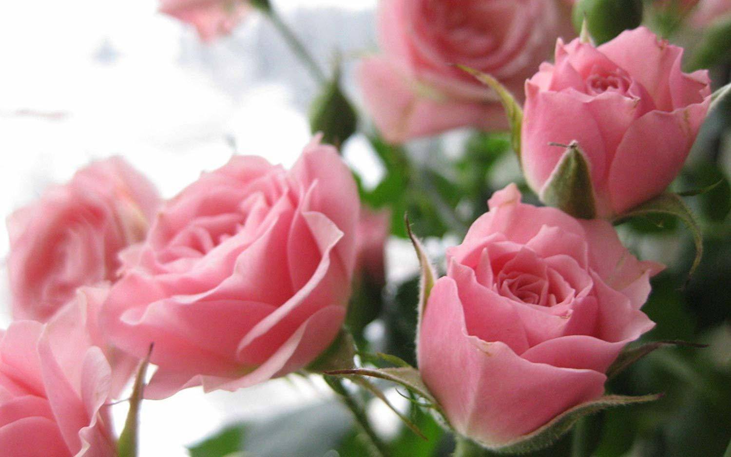 Arlo 1 Healthy Rare Live Plant Pink Candy Stripe Rose Plant in Polybag Seed