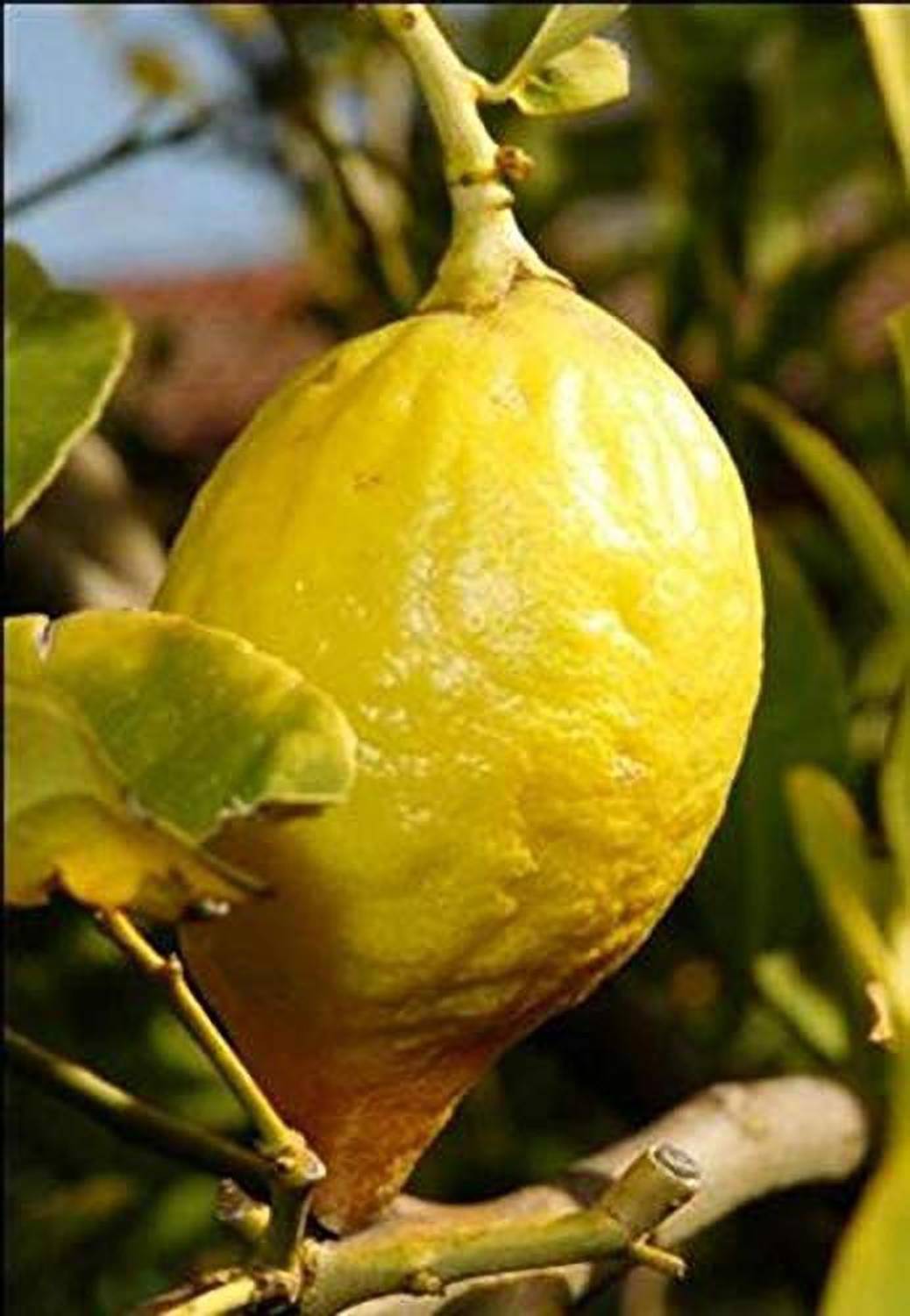 Arlo Live Plant Lemon Seedless for Summer Season Semi Shaded Garden Plant(1 Healthy Live Plant) Seed (1 per packet) Seed