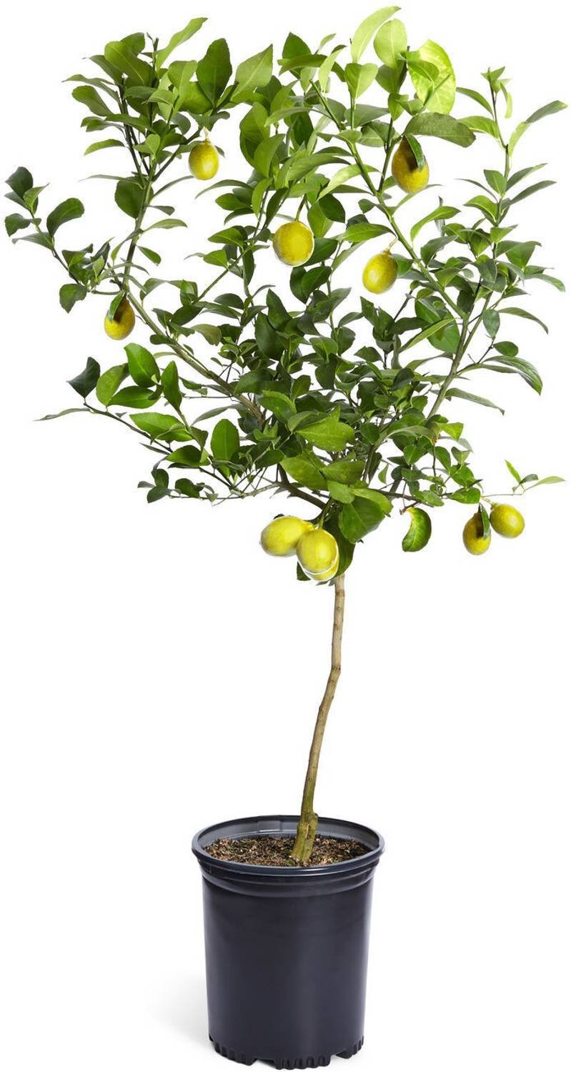 BHAJANLAL GREENERY Lemon Plant sapling