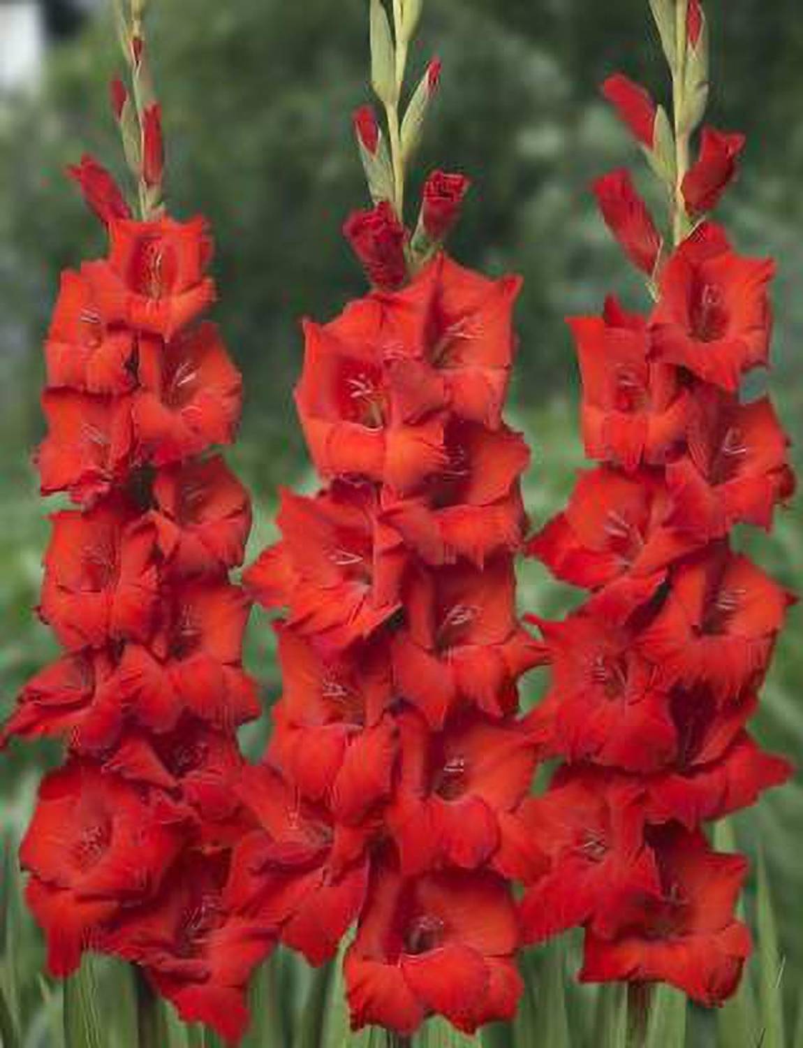ABN Retail Gladiolus Bulbs - Red Colour Seed