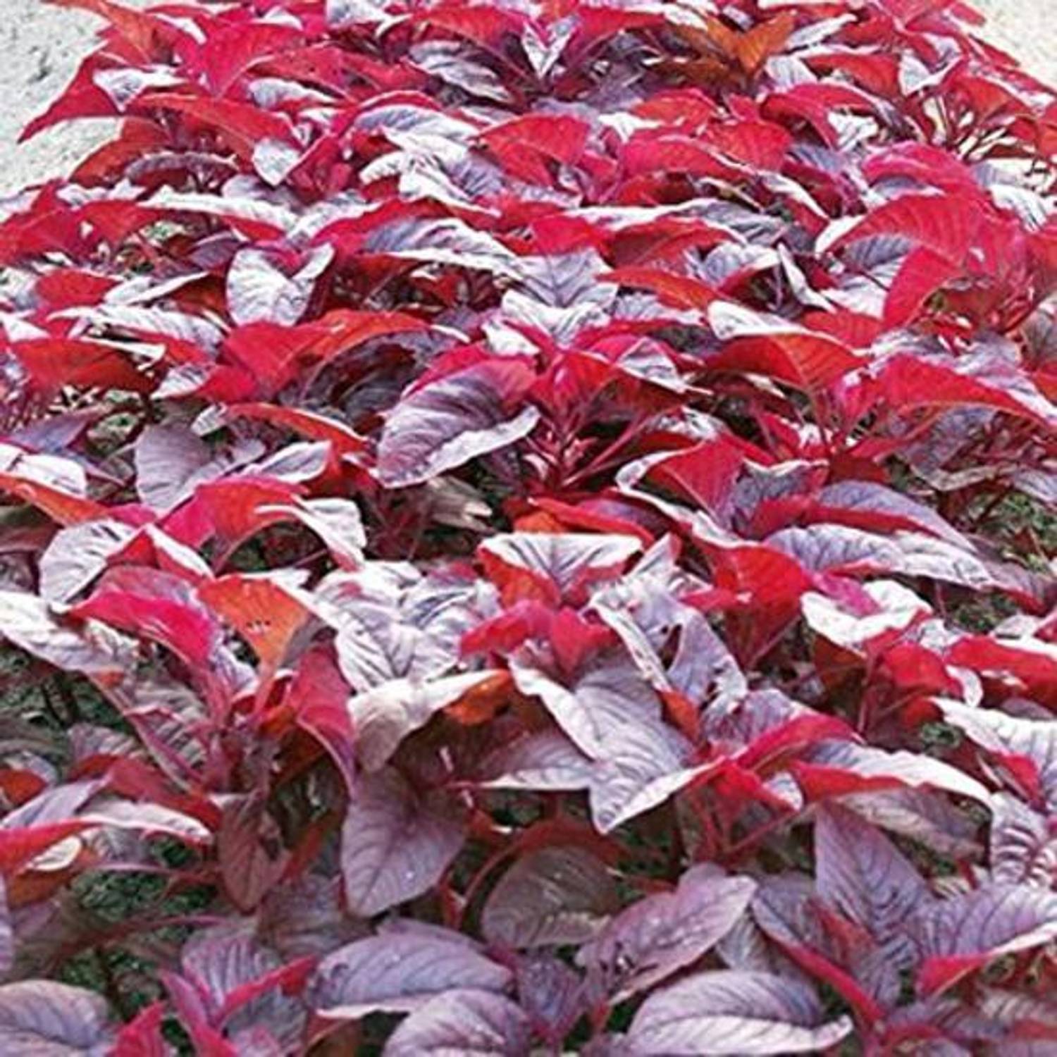 ALPINE HYBRIDE SEEDS Lal Sag Seed
