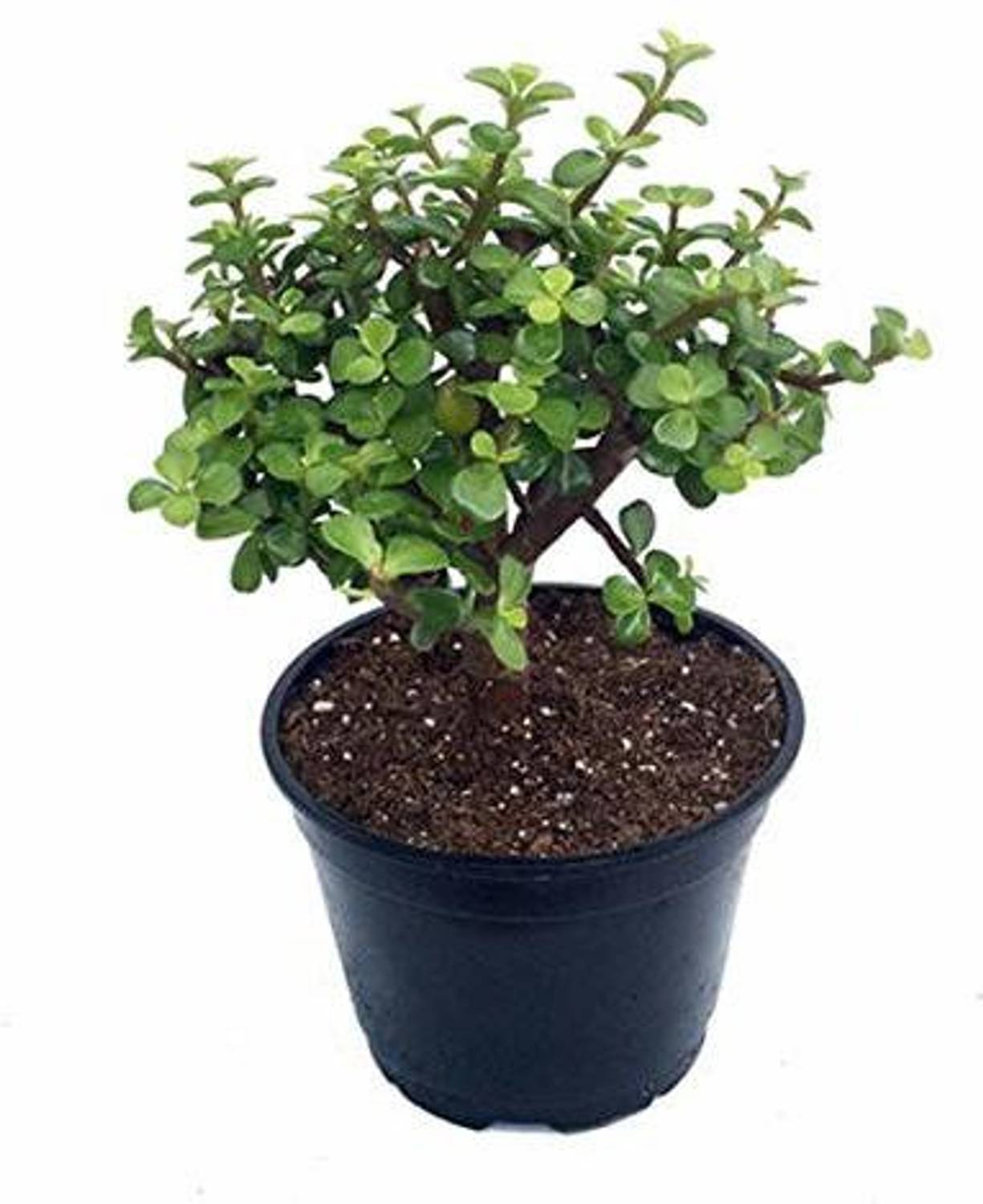 BHAJANLAL GREENERY Jade Plant sapling