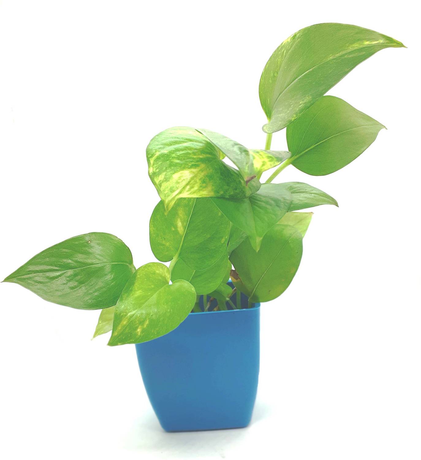 AquinnahGaden Money Plant  sapling