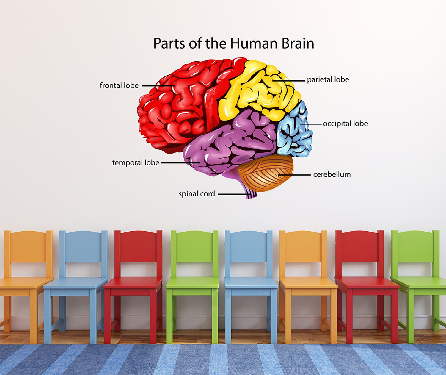 Image of WALLDECORS 76.2 cm PART OF HUMAN BRAIN STICKER Self Adhesive Sticker