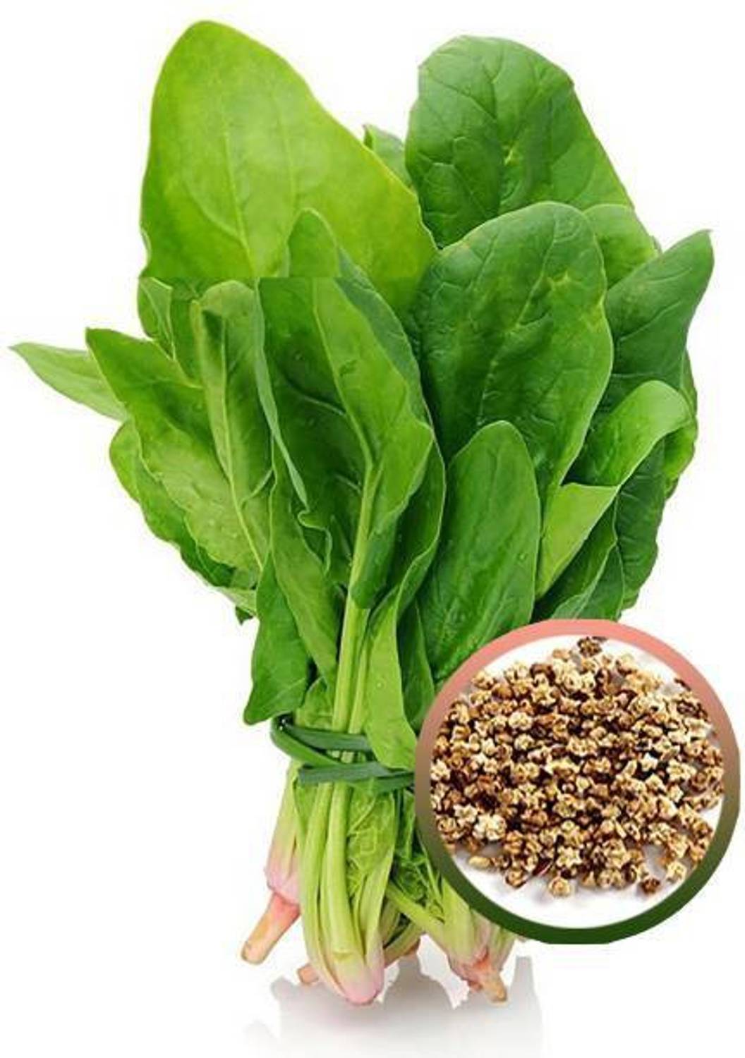 Cheery Palak seeds Seed