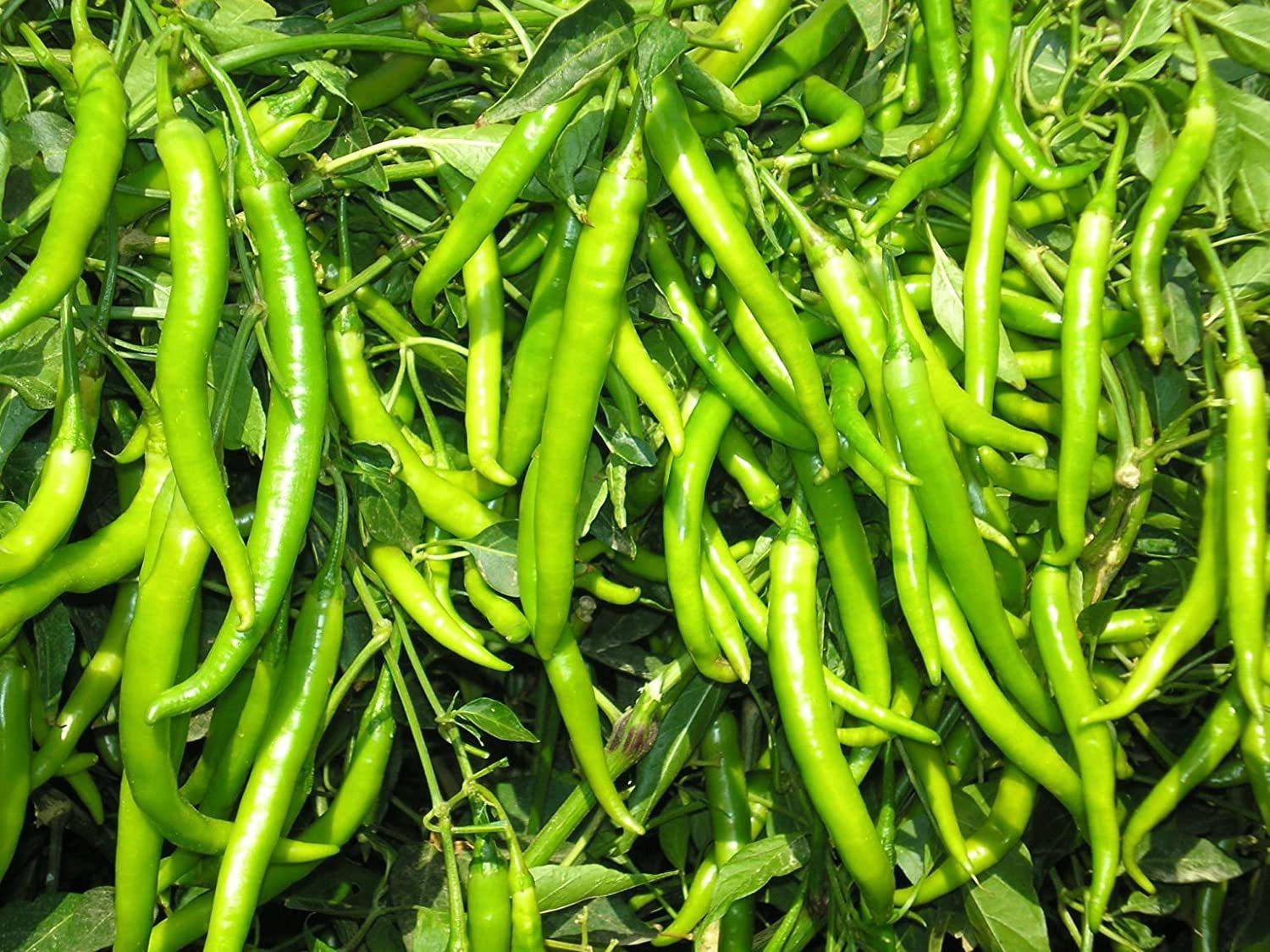 野菜 Maaya KANAYA hot chilli vegetables Seed Price in India - Buy KANAYA hot