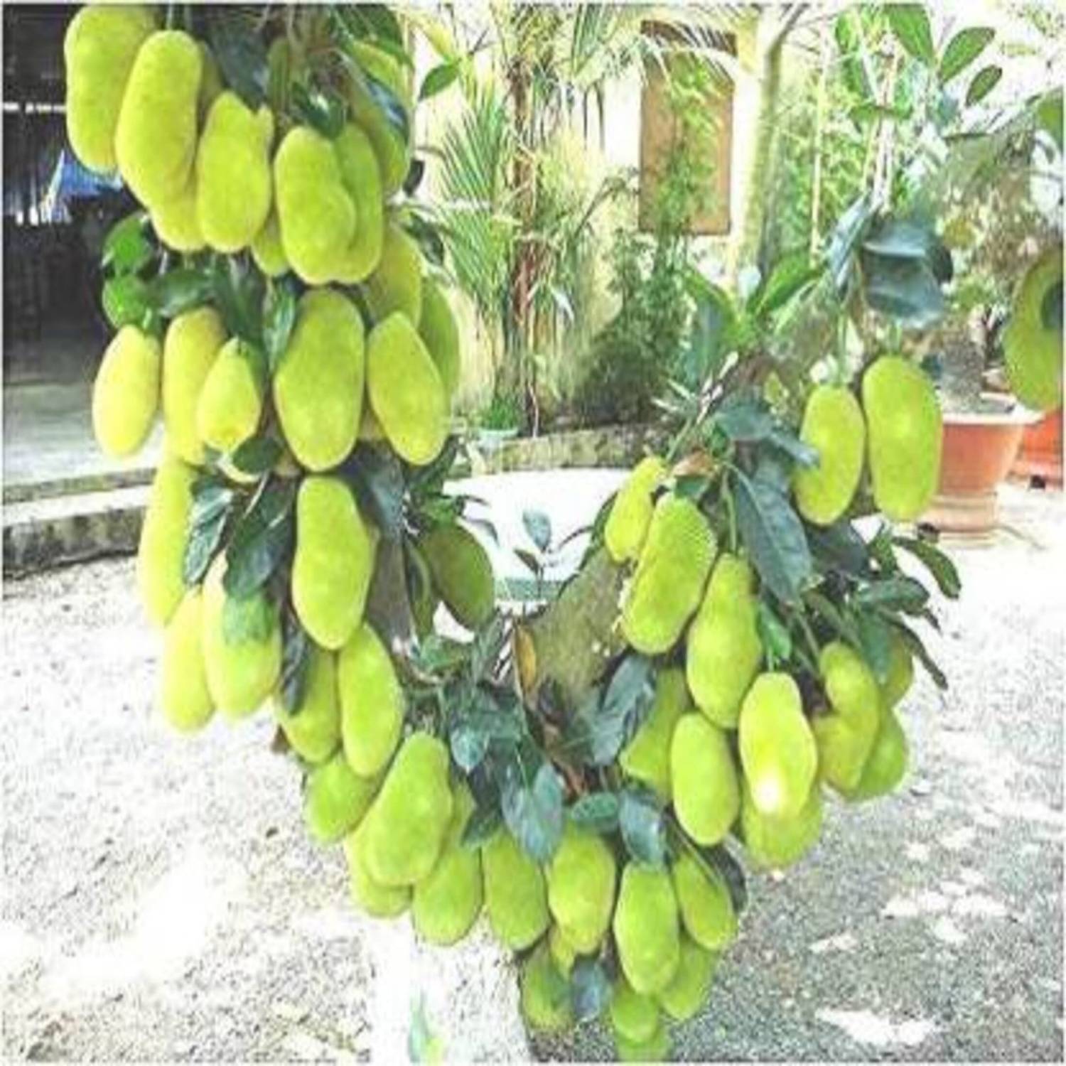 Arlo Jack Fruit Plant sapling
