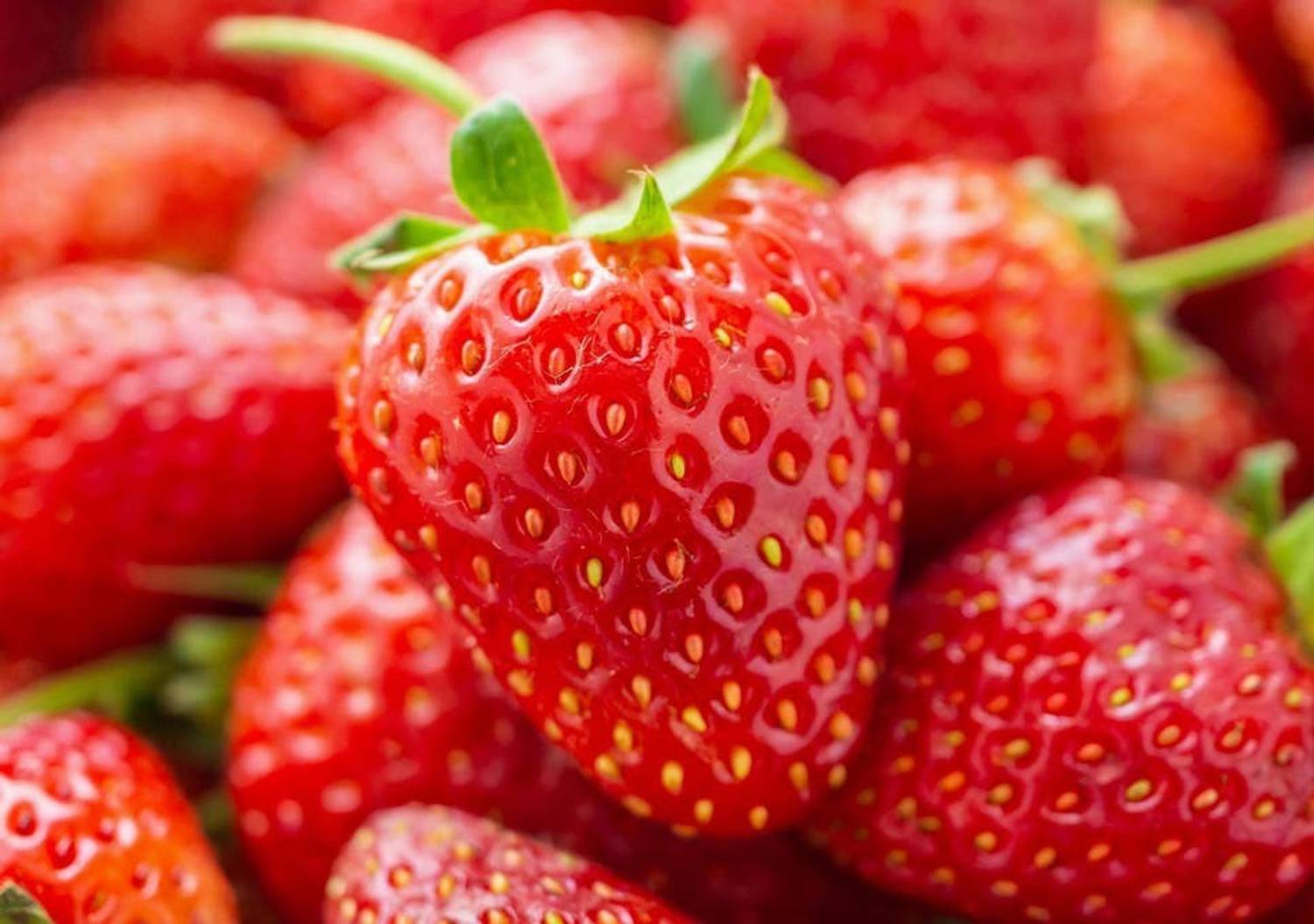 ALPINE HYBRID SEEDS STRAWBERRY ALPINE FRAGARIA FRUIT SEEDS Seed