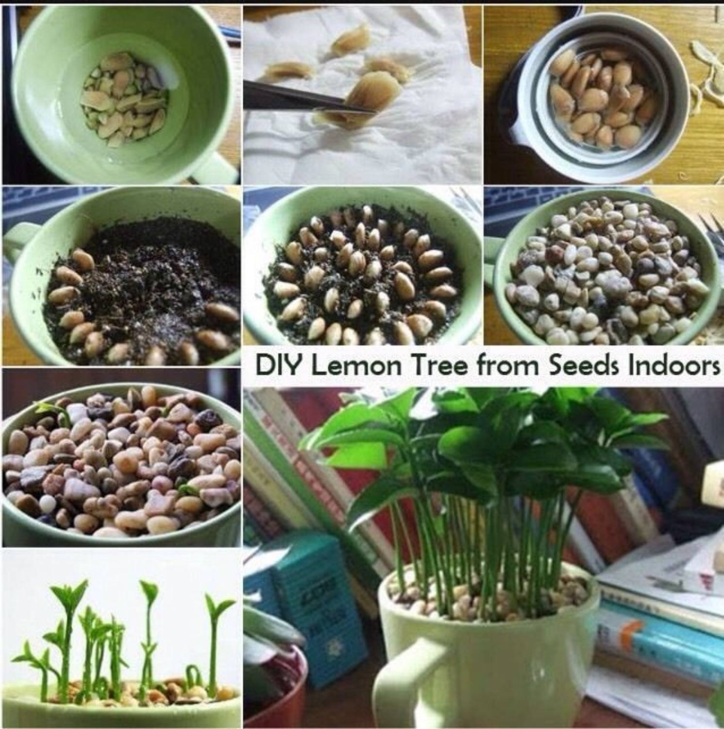 VibeX ™ XII-1573 Rare Red Lemon Tree Seeds High Survival Rate