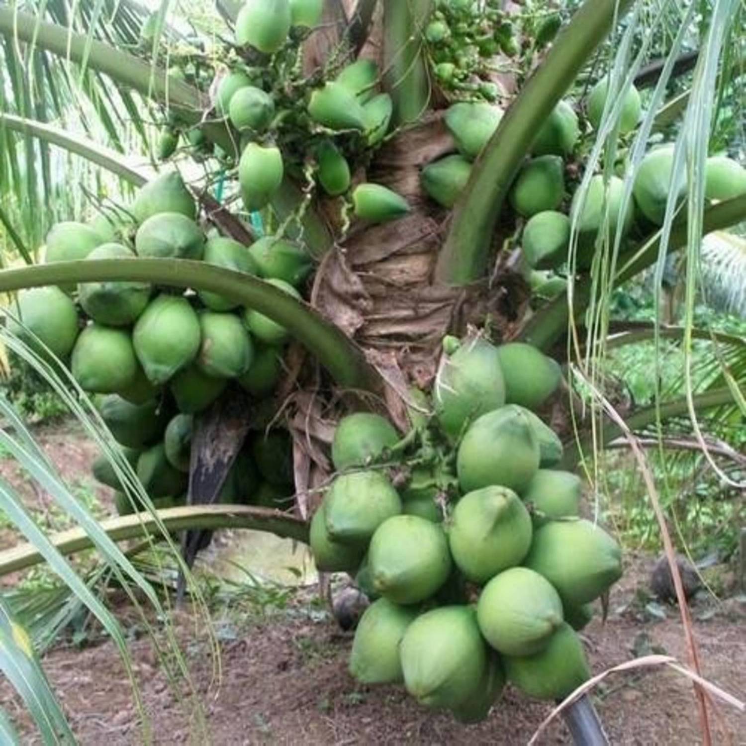 Arlo Coconut Plant sapling