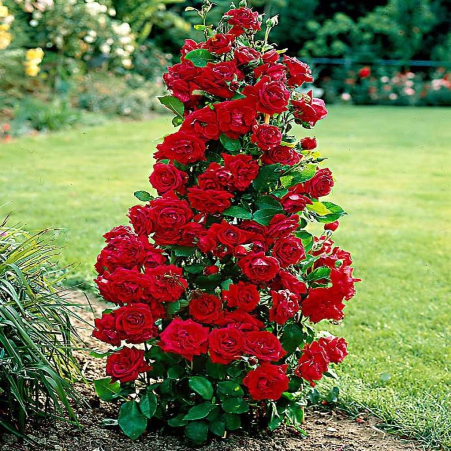 PLANTTOOZS Rose Plant Price in India - Buy PLANTTOOZS Rose Plant