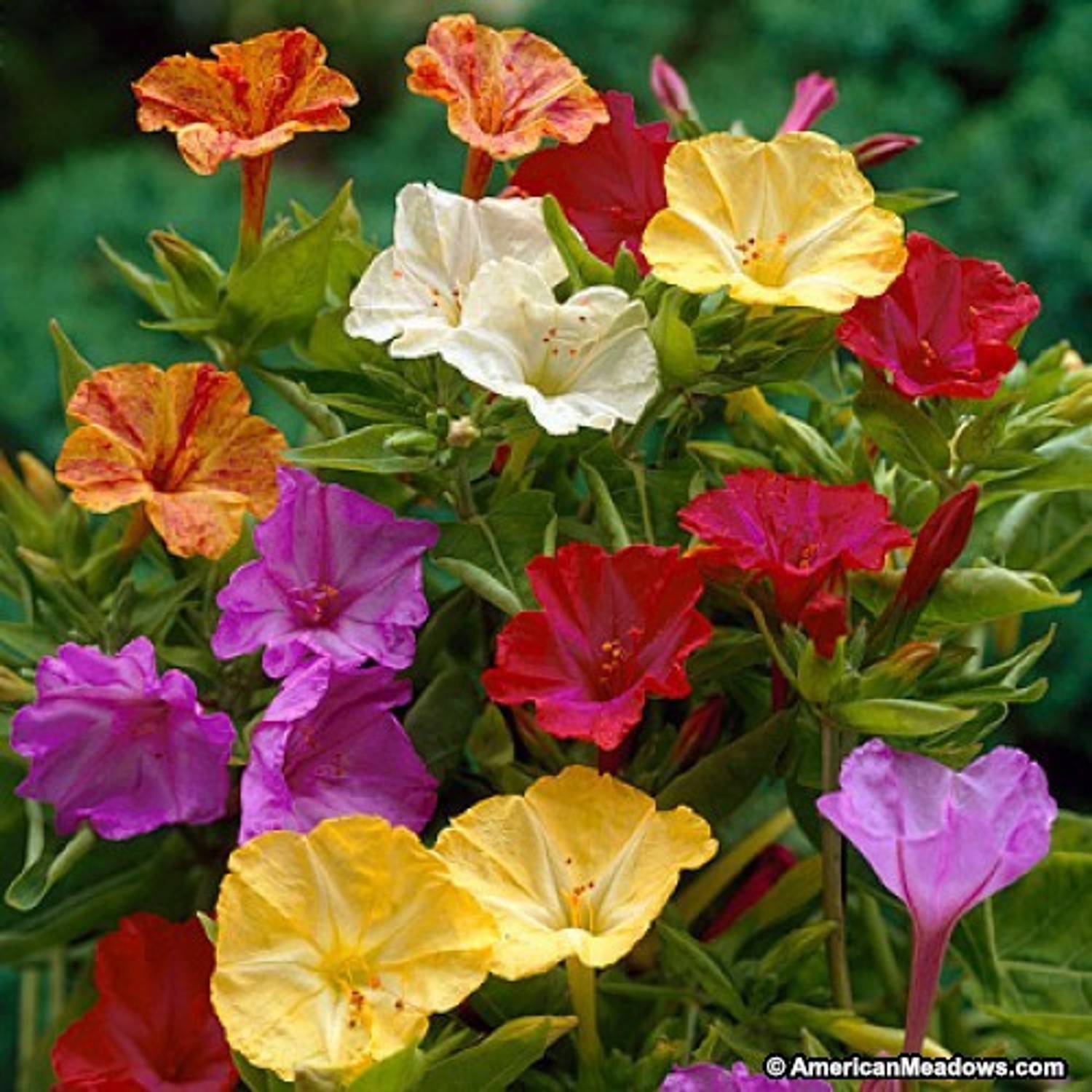 Antier MIRABILIS FOUR 'O' CLOCK MIXED FLOWER 100 SEEDS X 1 PACKET Seed