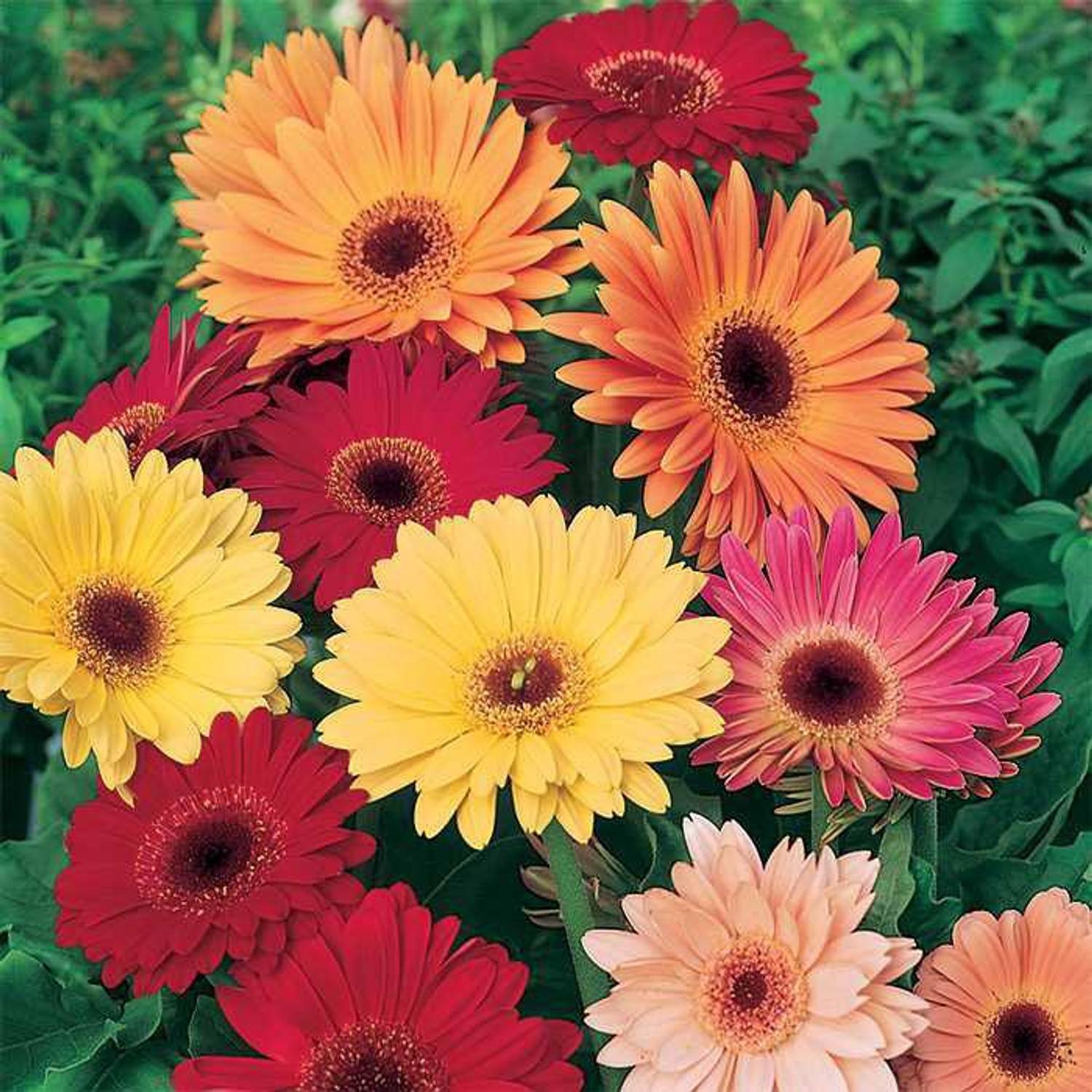 Antier GERBERA MIXED FLOWER Seed