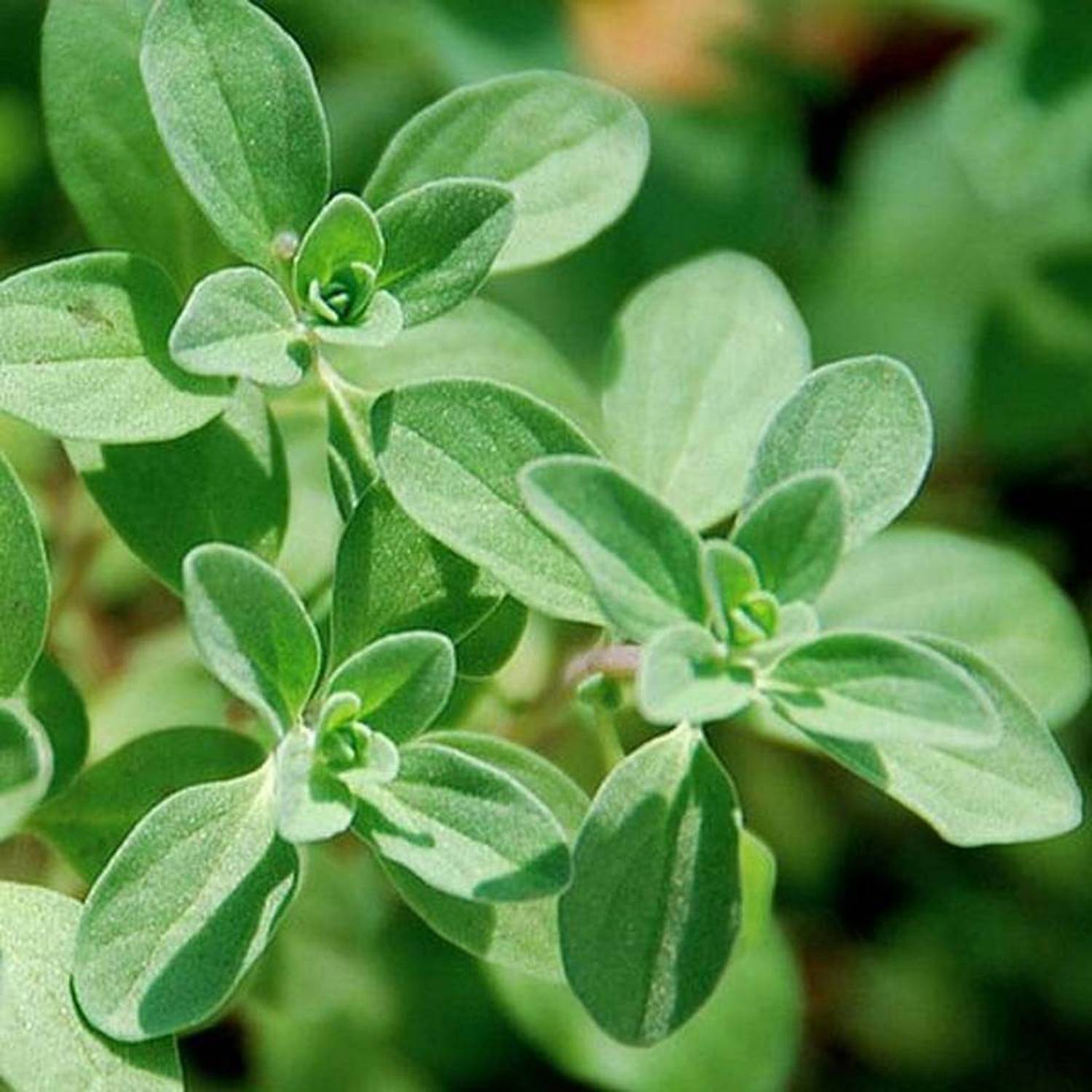 Arlo Marjoram Seed