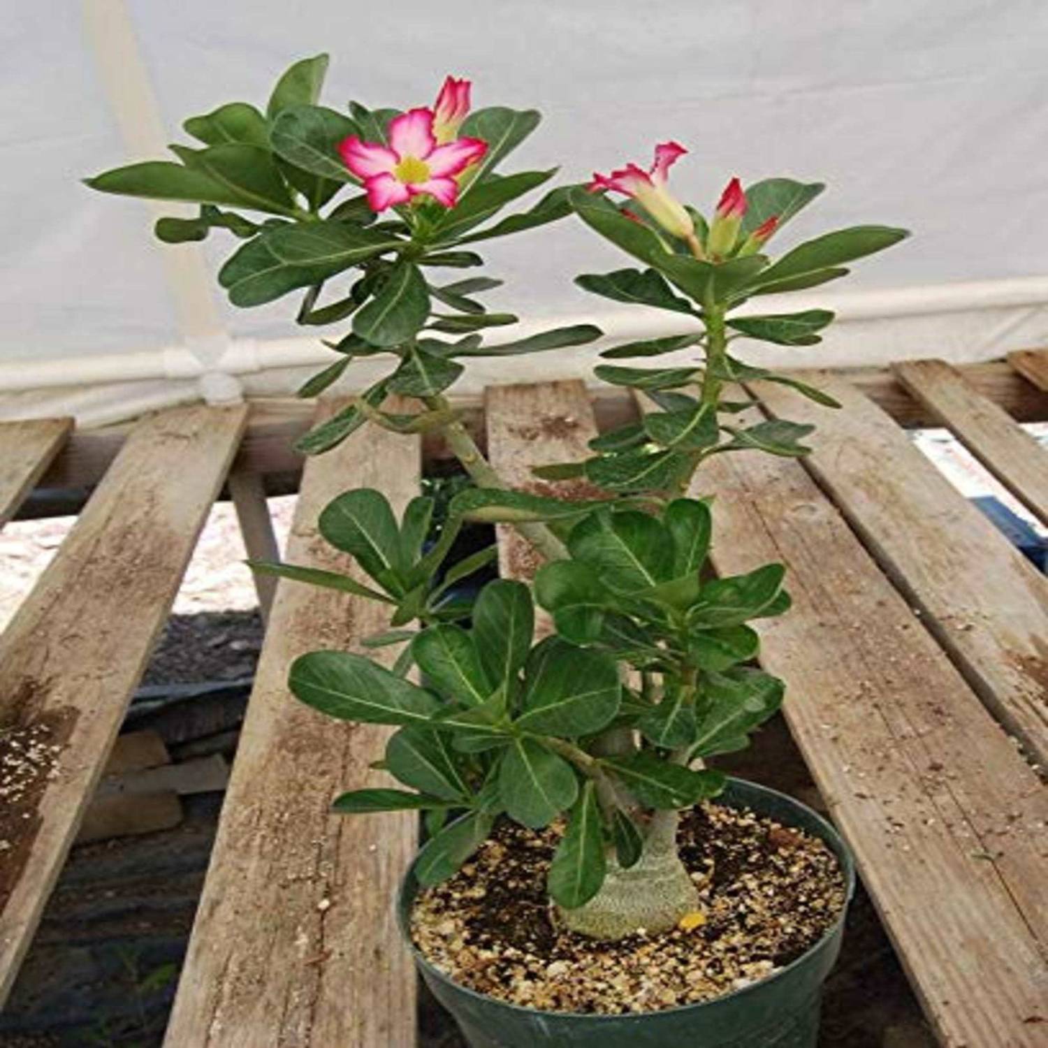 Arlo Adenium Plant sapling