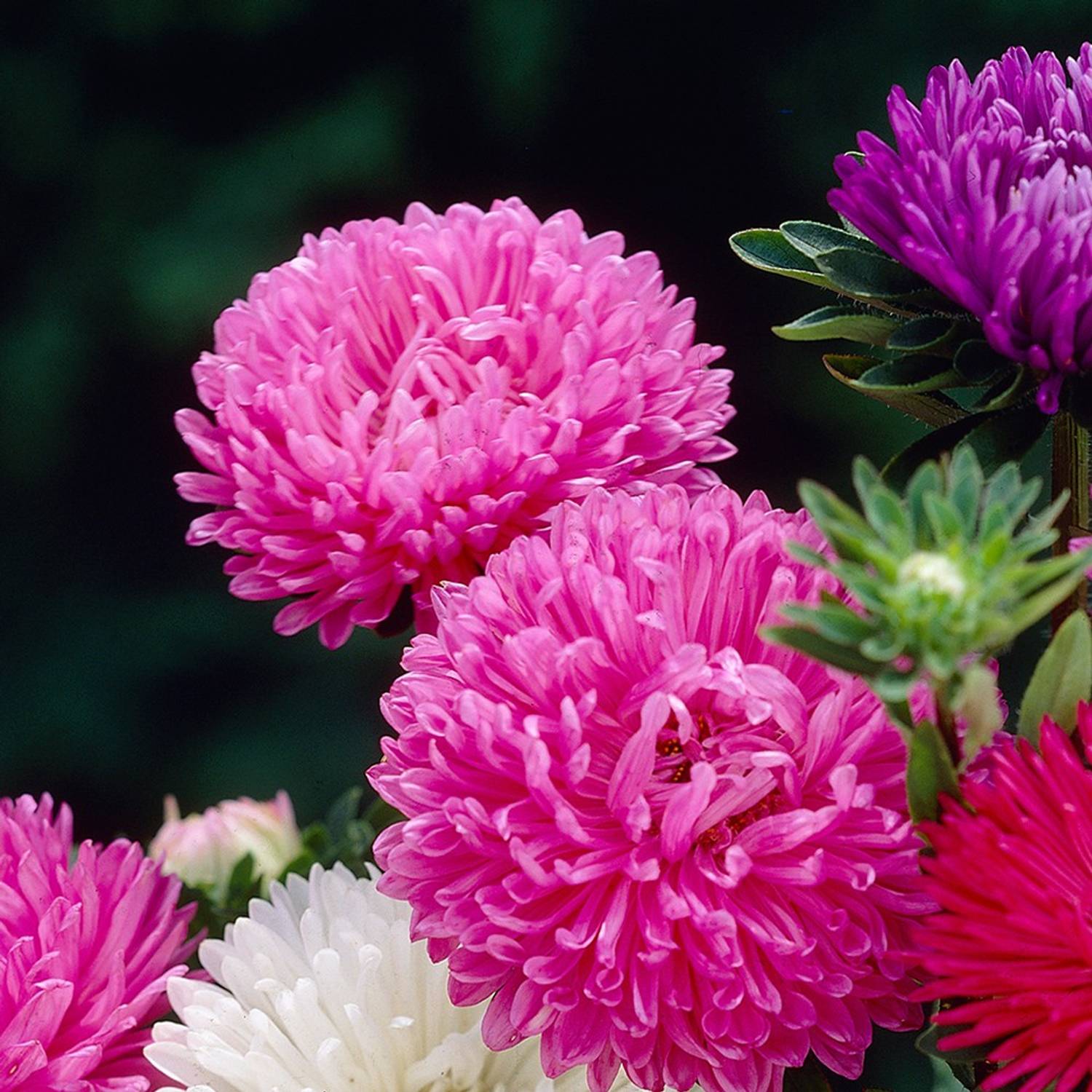 ALPINE HYBRID SEEDS Aster Seed