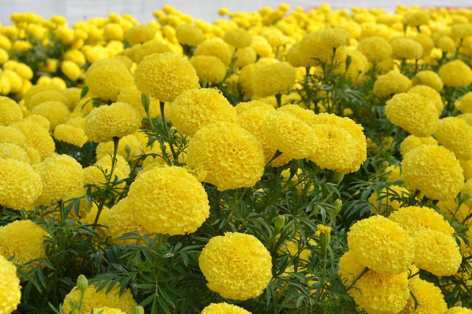 ALPINE HYBRIDE SEEDS Marigold Yellow Seed