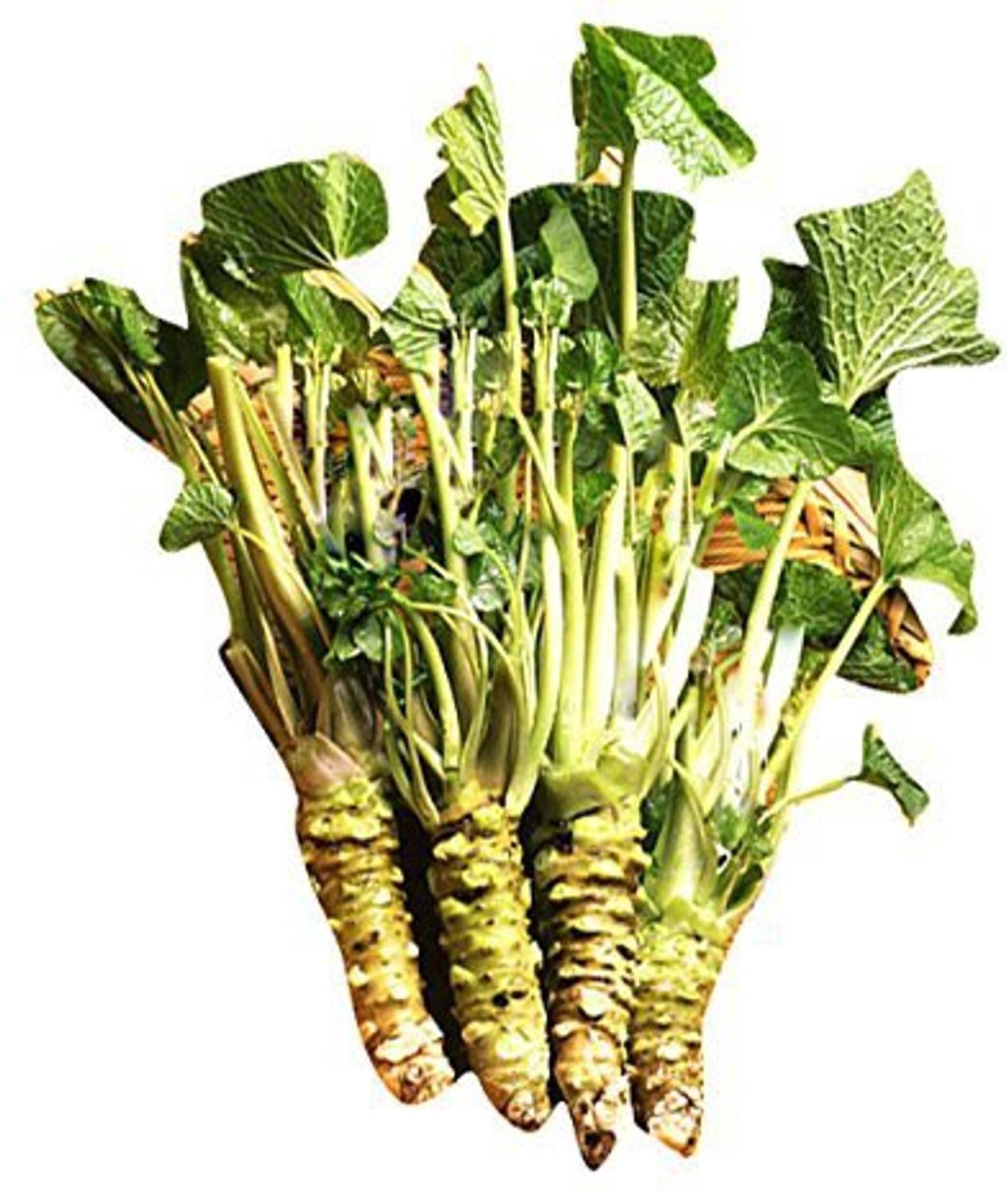 VibeX ® XII-31 Japanese Horseradish/Wasabi seeds Seed Price in