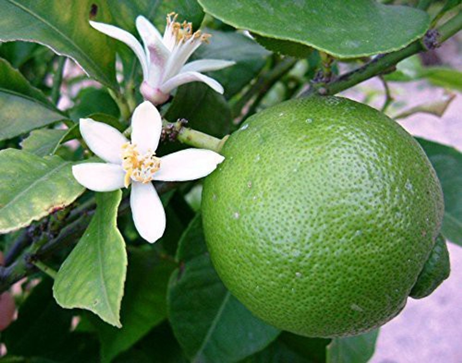 Image of MANR Lemon Plant sapling