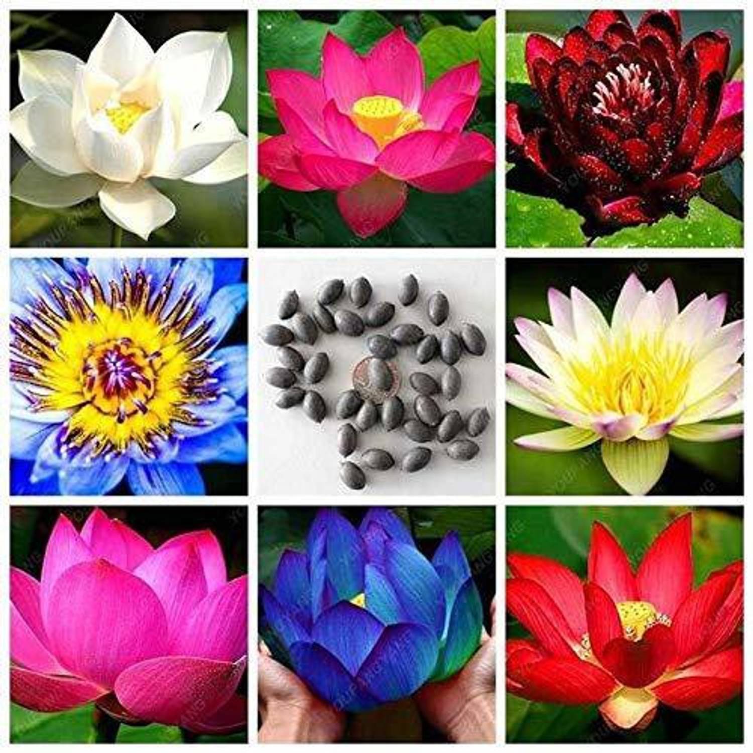 AgroAcres Mini Lotus Flower Seeds Mix Colors(Pack of 15 Seeds), Easy to Grow Seed