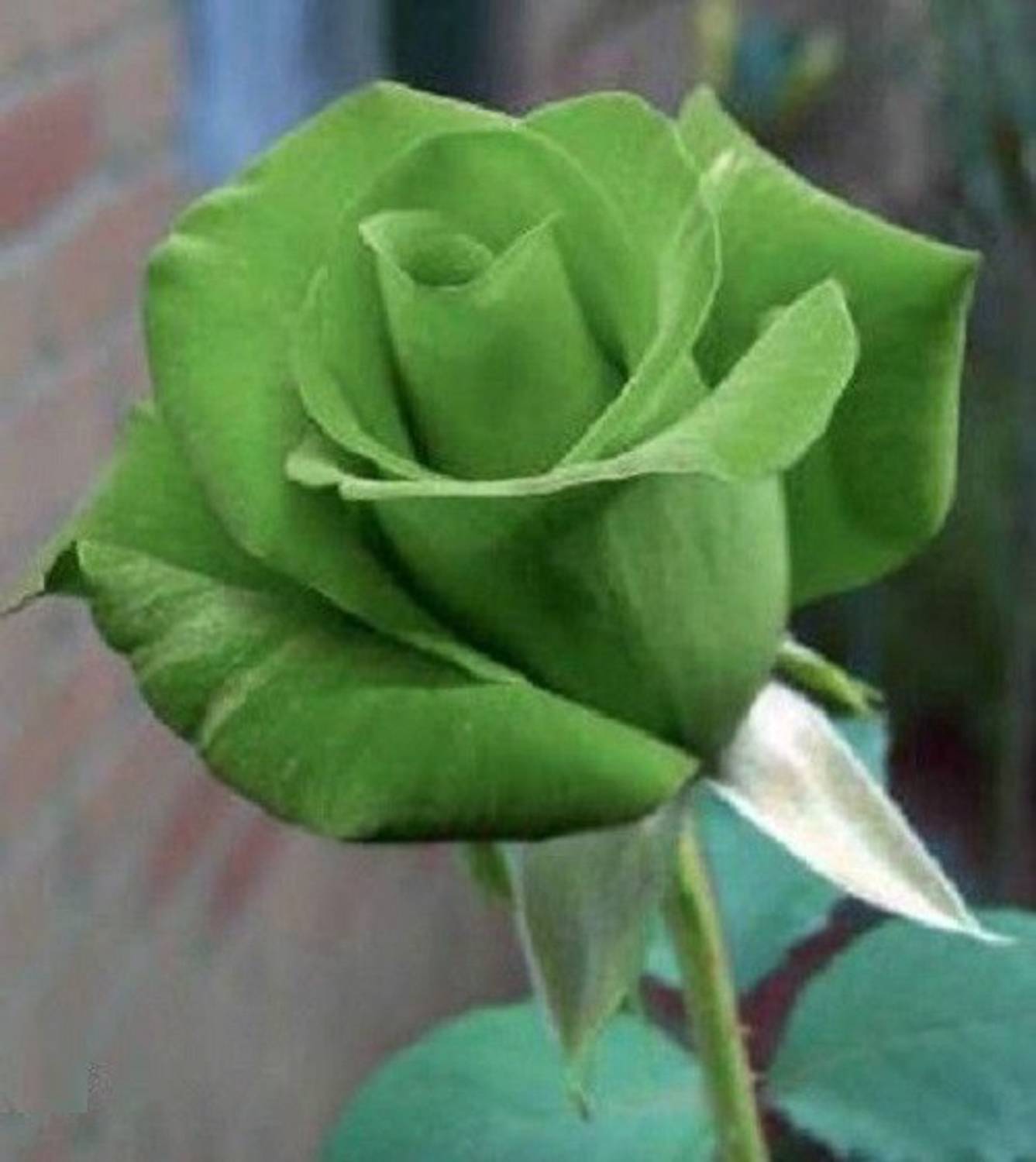 30-iari-437-garden-rare-green-