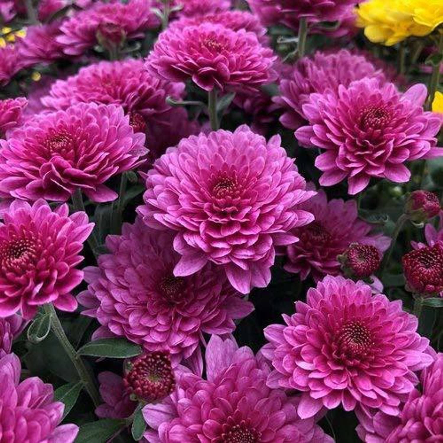 kokiyasu様 30-hau-723-chrysanthemum-multi