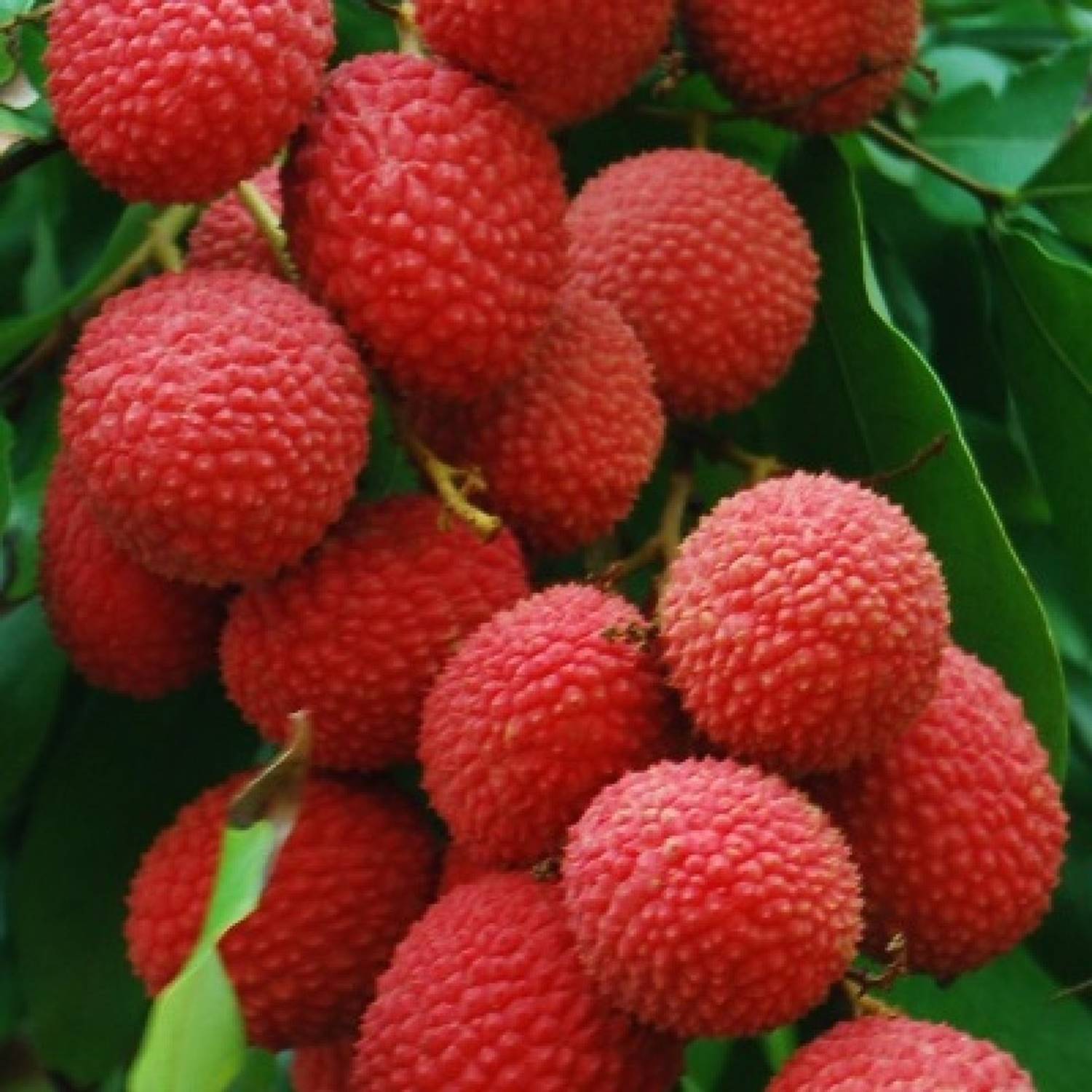 Ariya Litchi Plant sapling