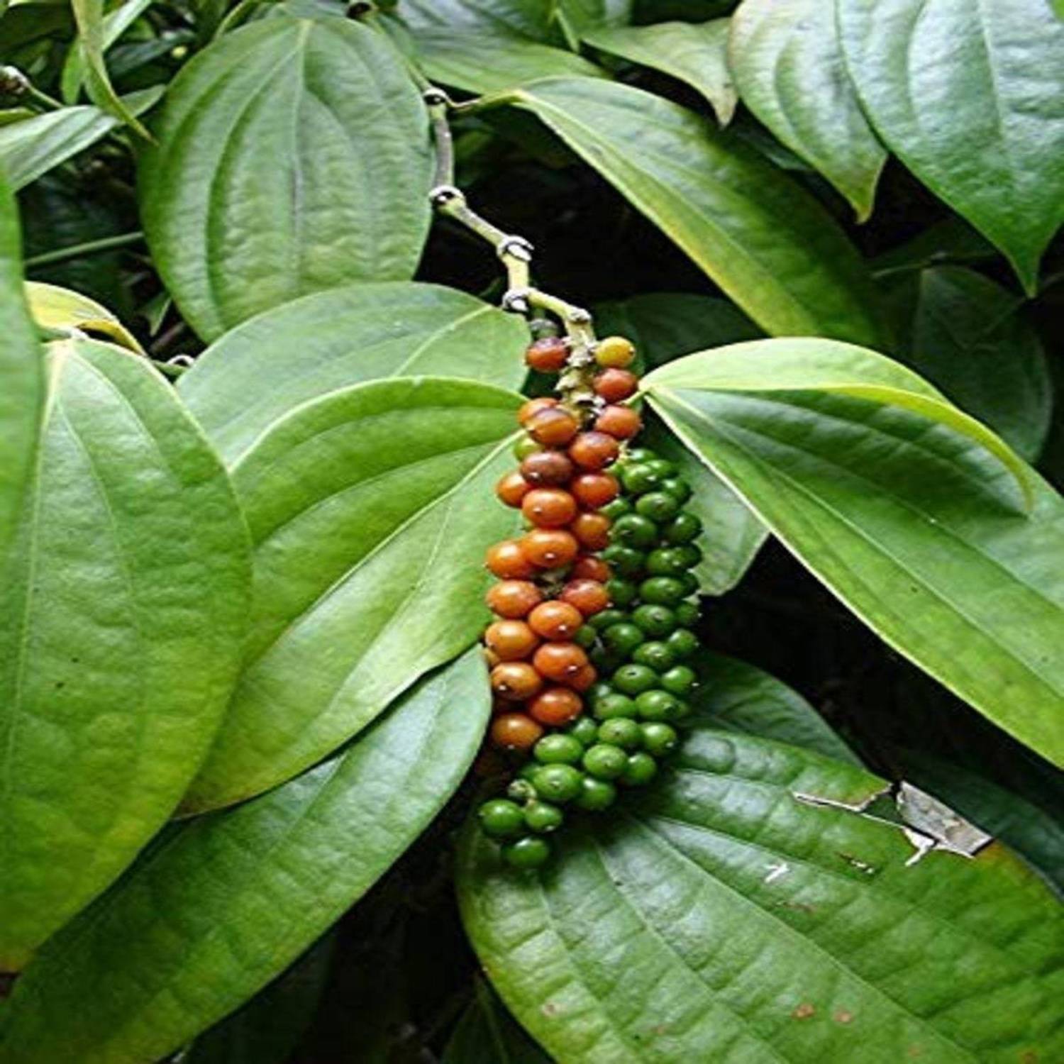 Arlo Black Pepper Plant  sapling